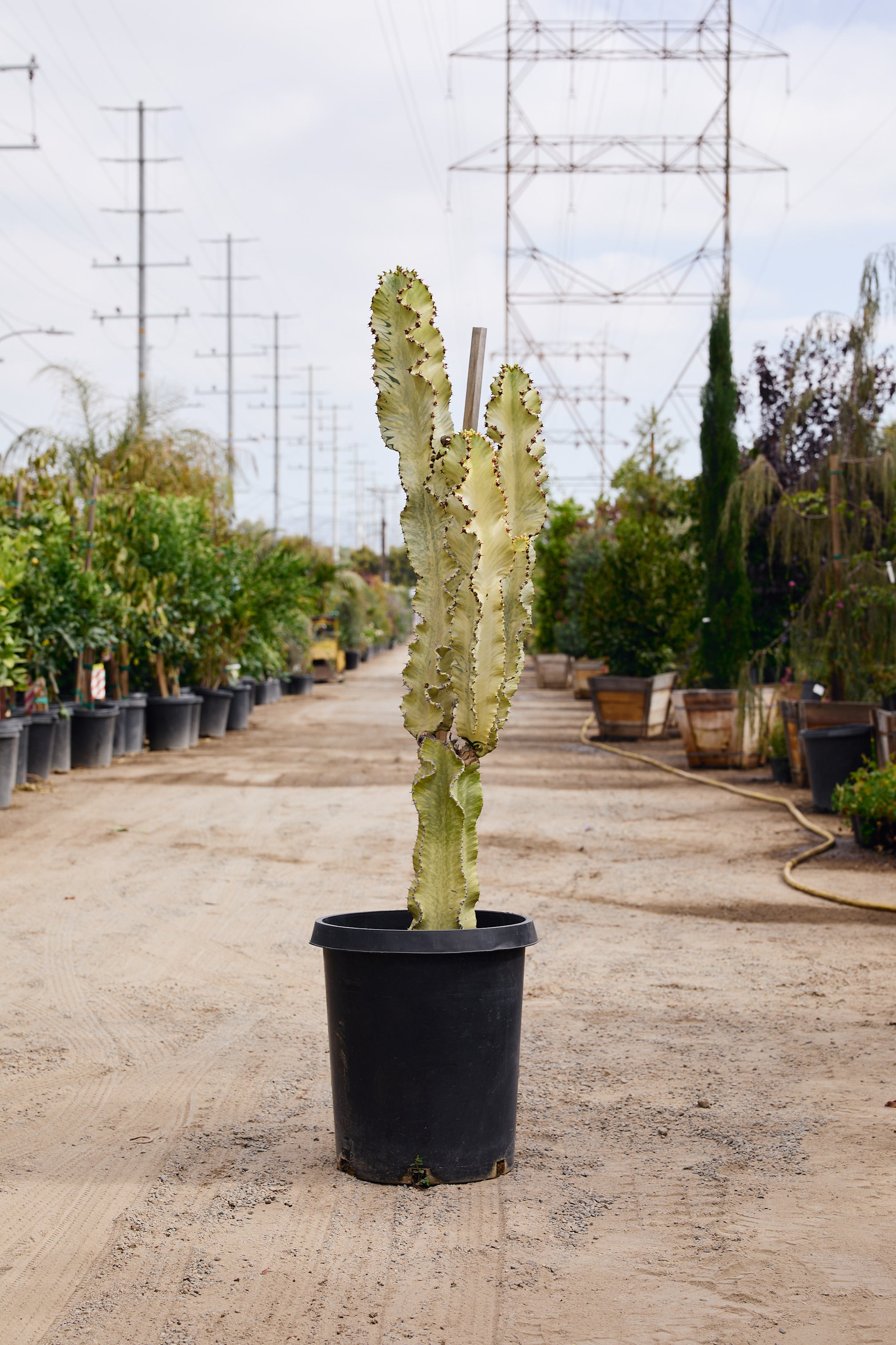 Ghost Euphorbia (Euphorbia ammak)
