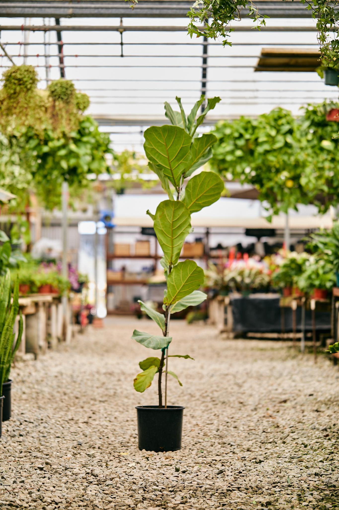 Fiddle Leaf Fig (Ficus lyrata)