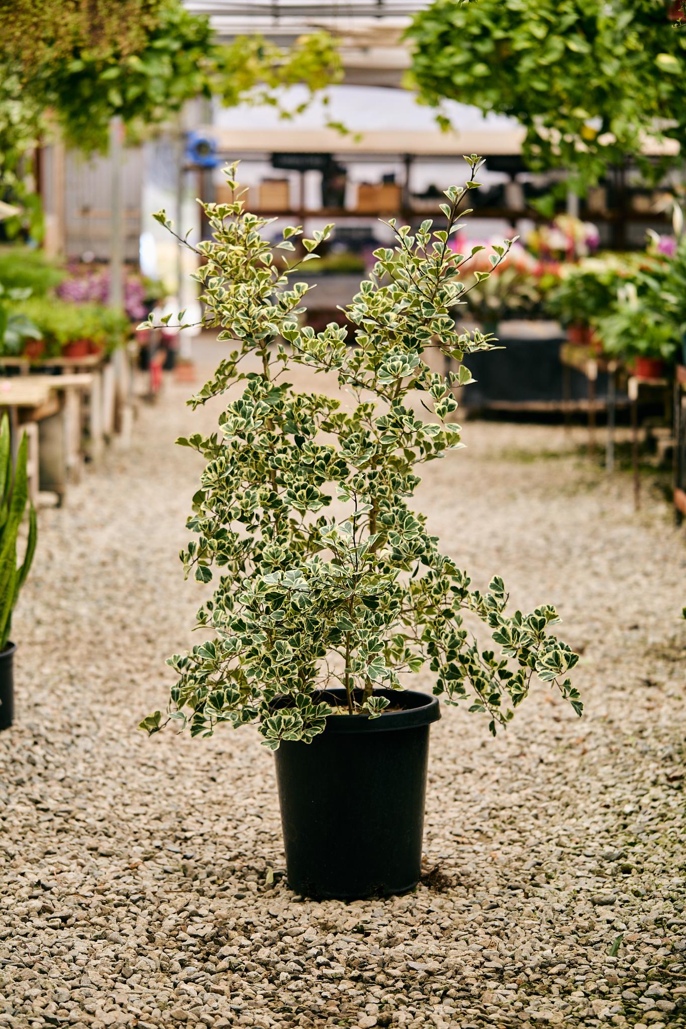 Variegated Triangle Fig (Ficus triangularis 'Variegata')