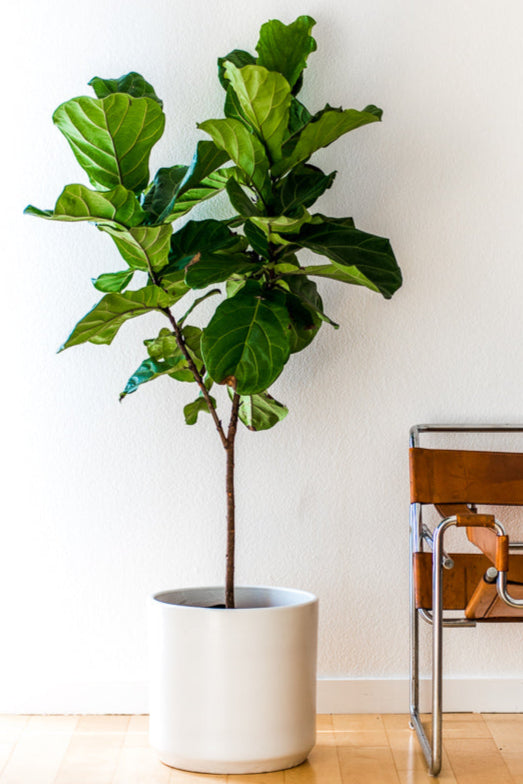 Fiddle Leaf Fig (Ficus lyrata)