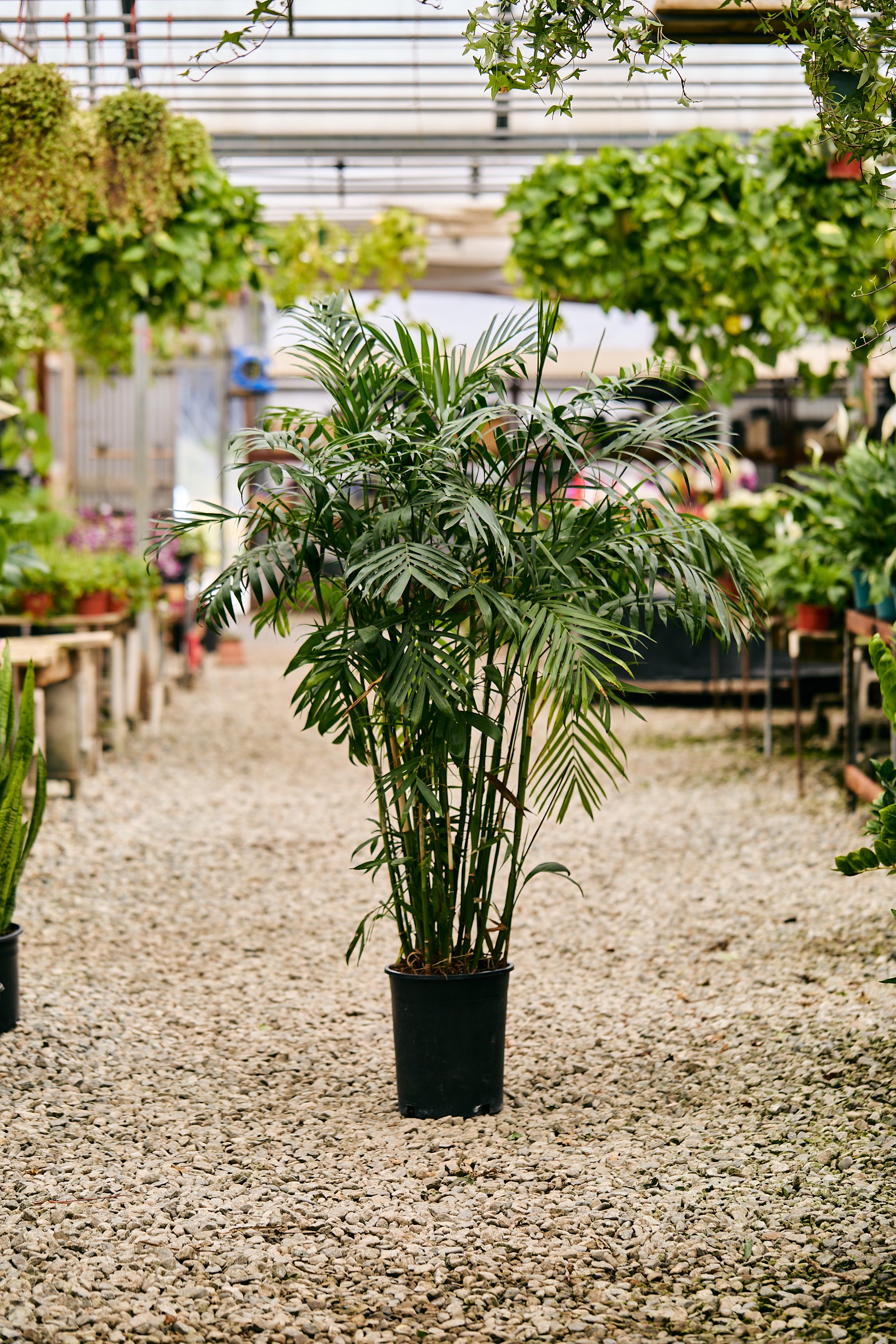 Kentia Palm (Howea forsteriana)