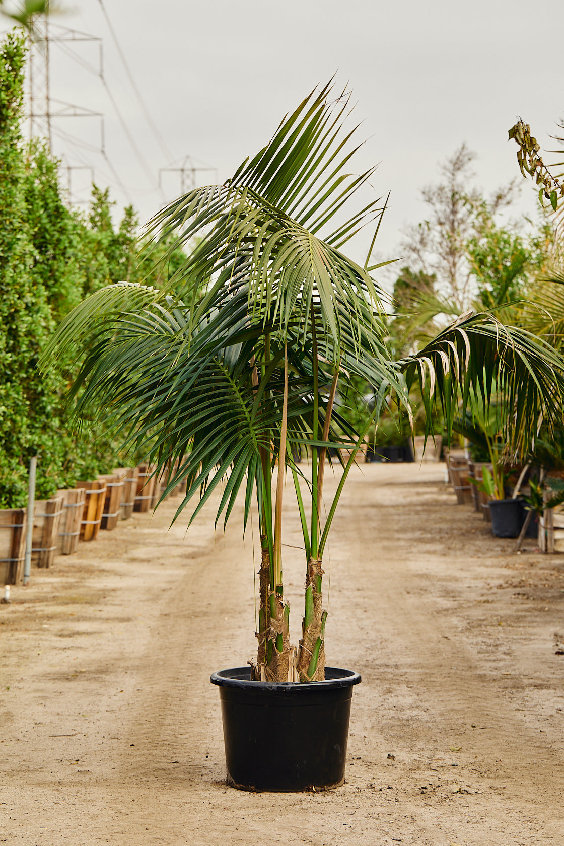 Kentia Palm (Howea forsteriana)
