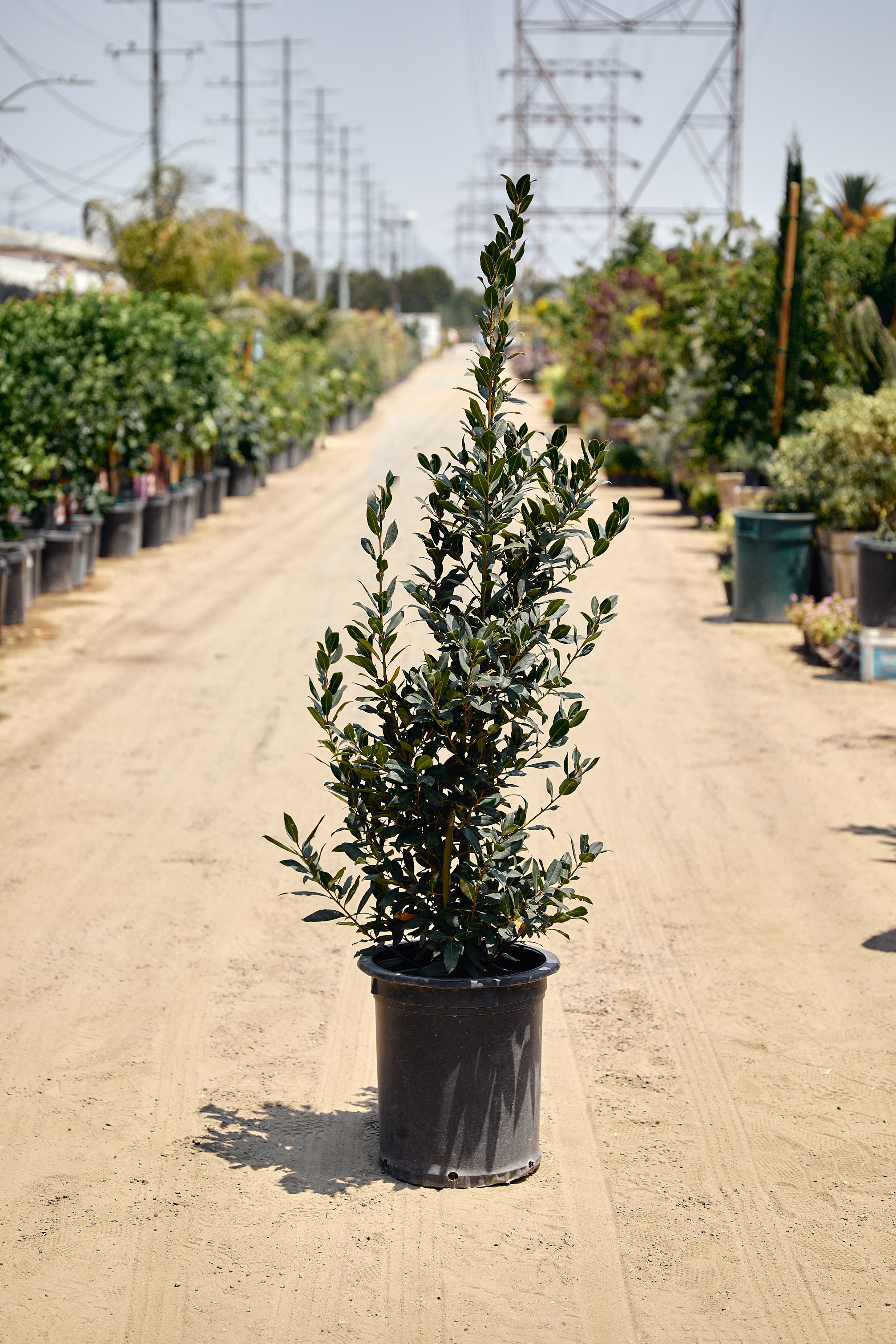Bay Laurel (Laurus nobilis)