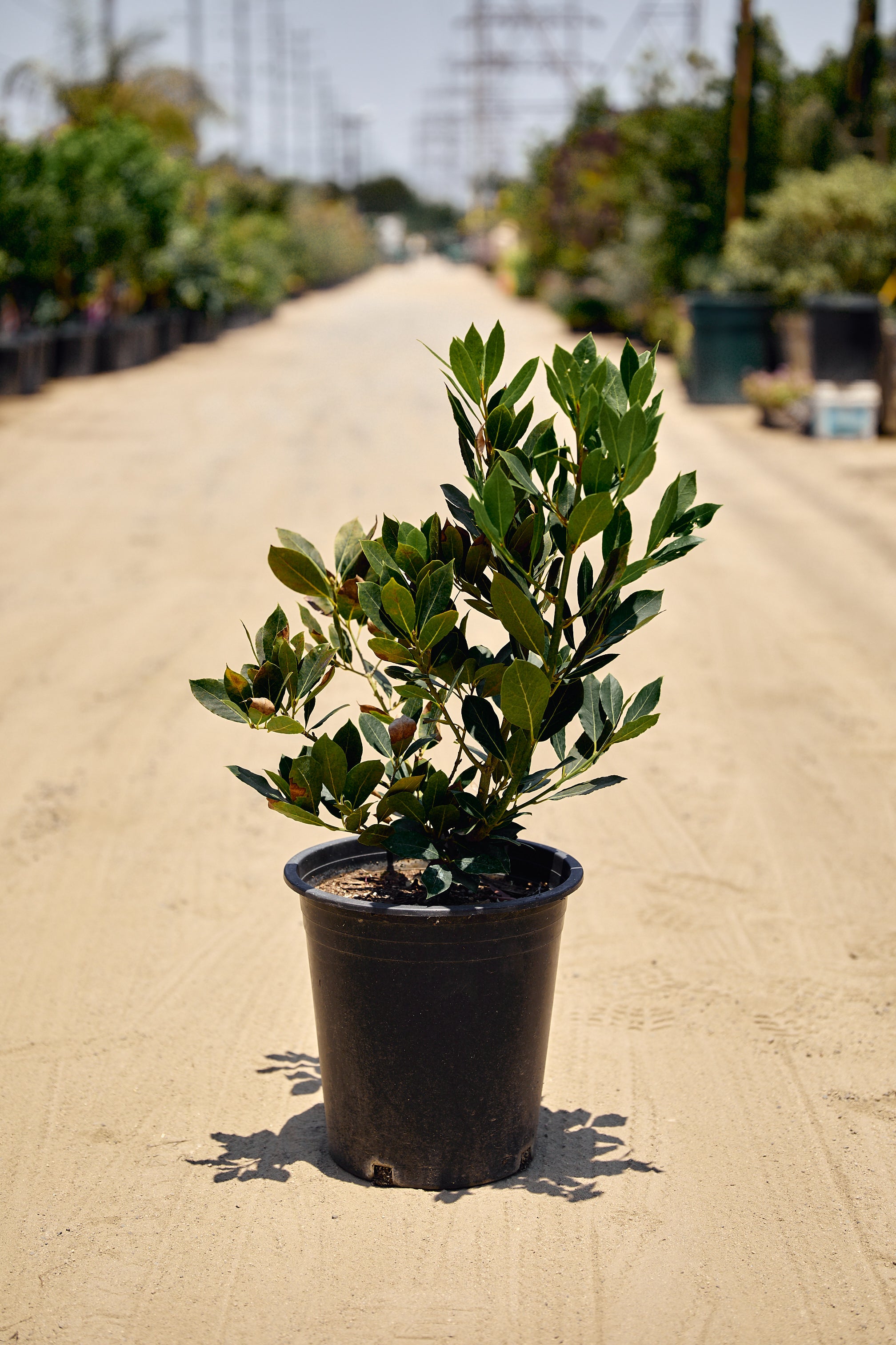 Bay Laurel Tree (Laurus nobilis) – Bay Leaf Plant Los Angeles