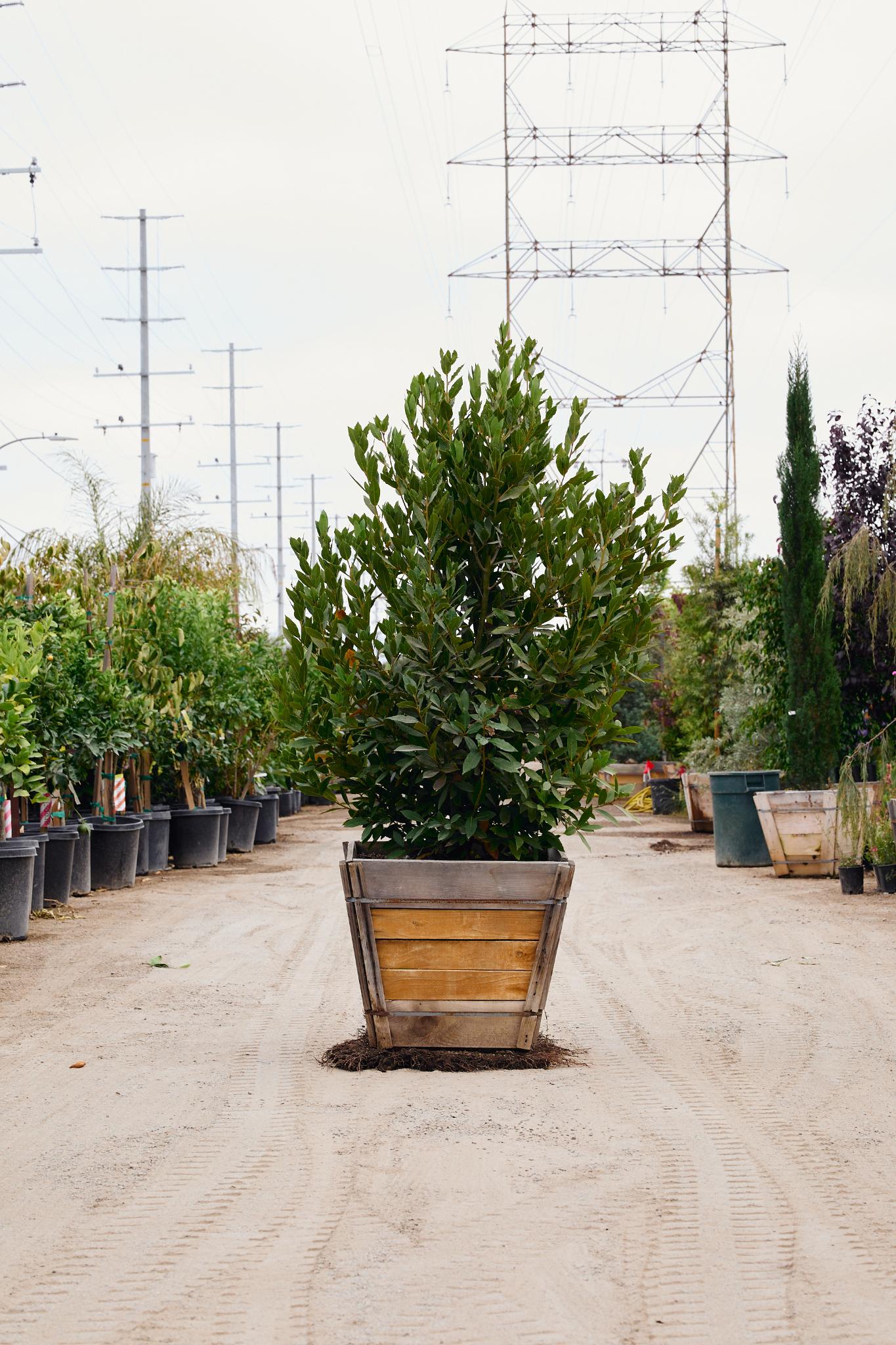 Bay Laurel (Laurus nobilis)