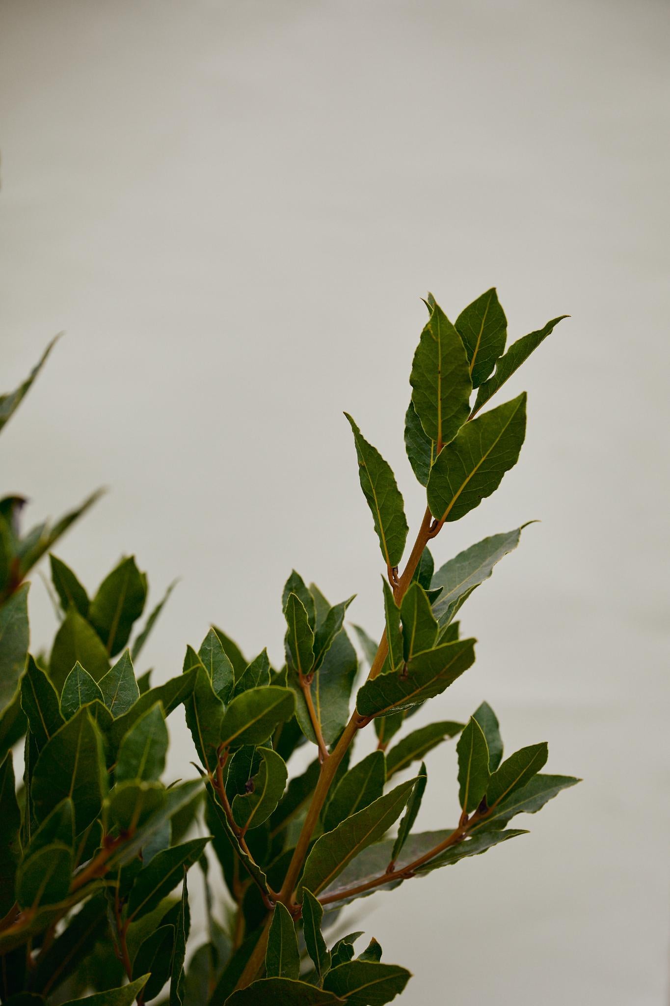 Bay Laurel (Laurus nobilis)