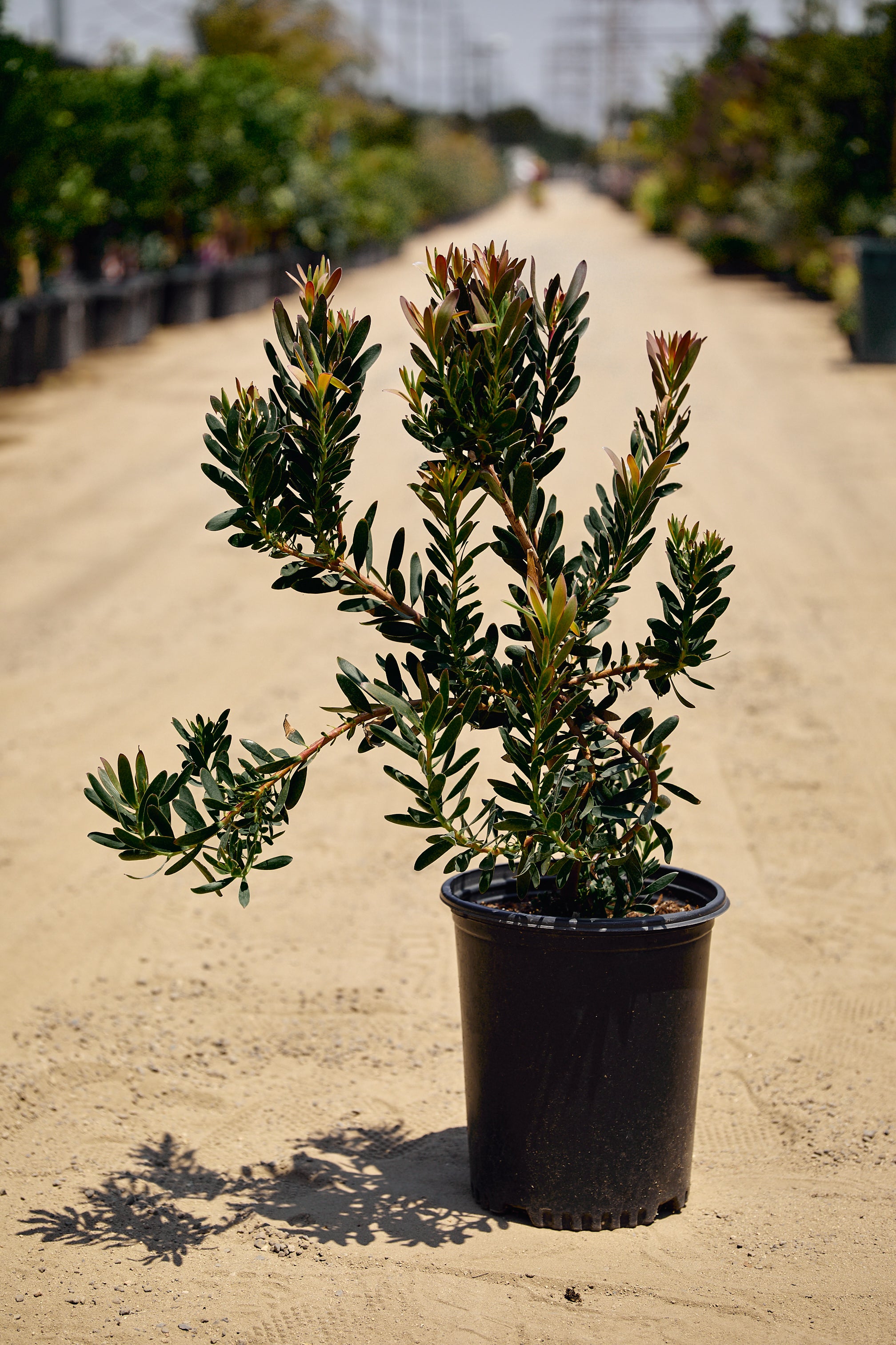 Safari Sunset Conebush (Leucadendron salignum 'Safari Sunset')