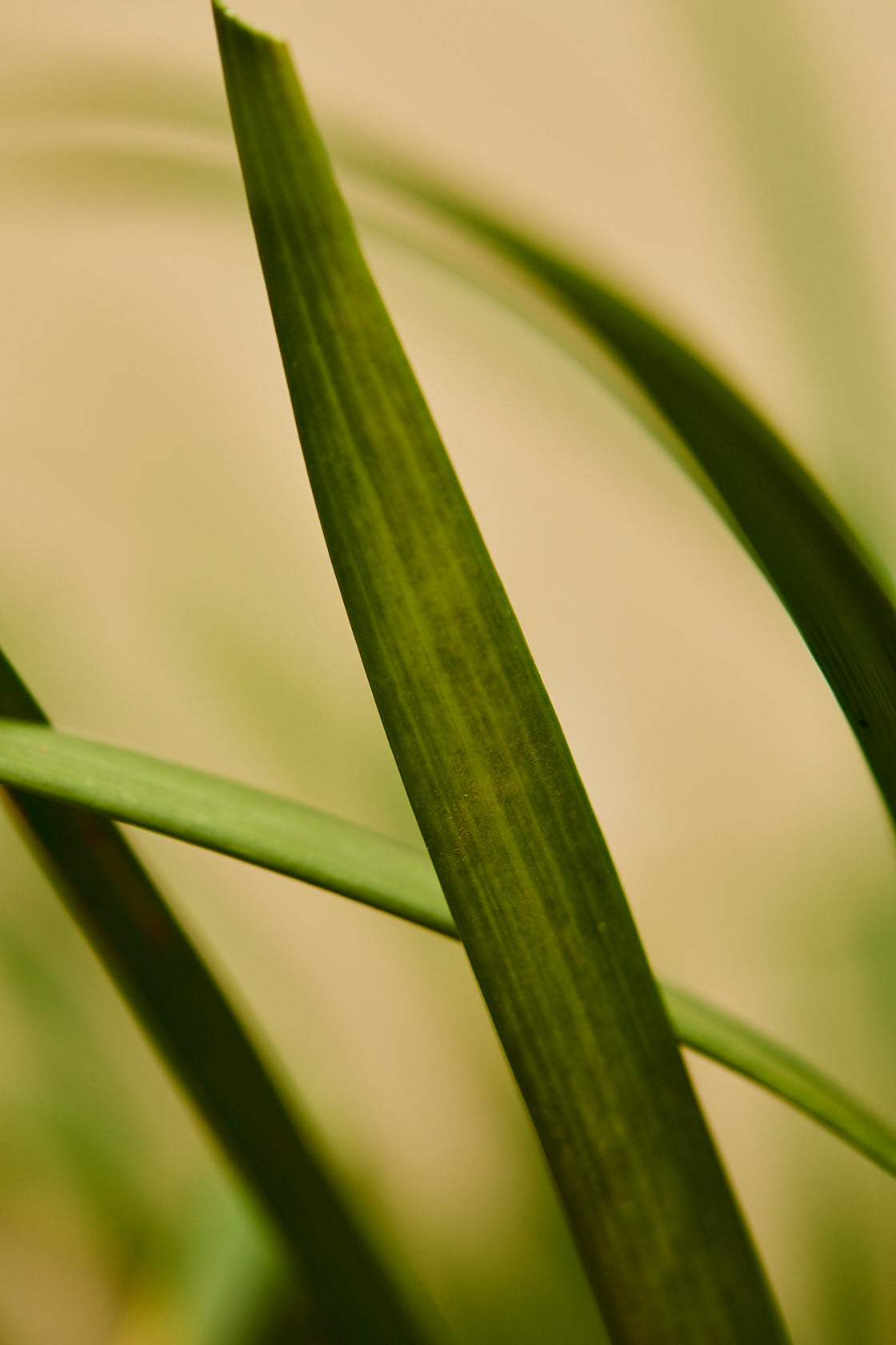 Lilyturf (Liriope muscari)
