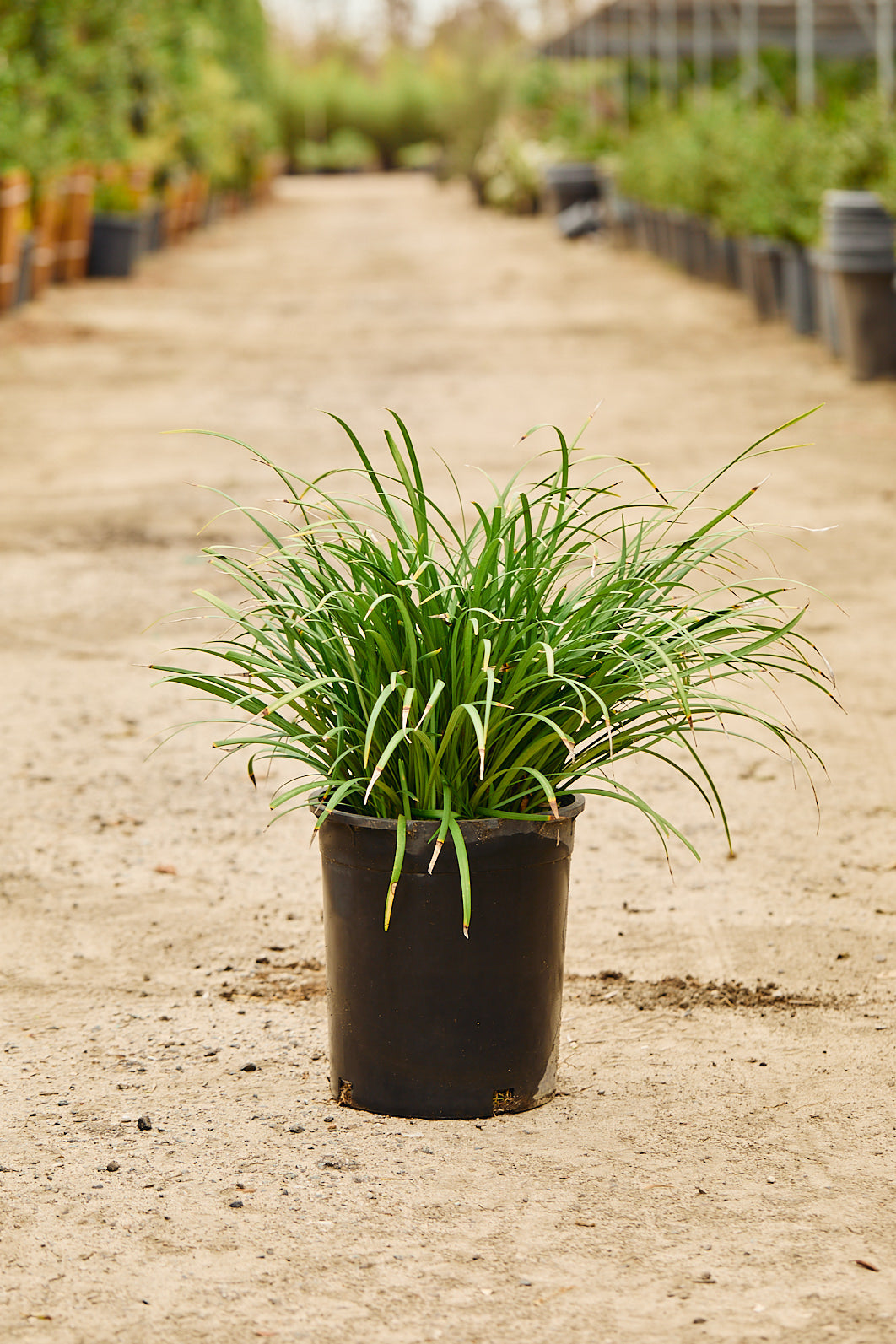Lilyturf (Liriope muscari)
