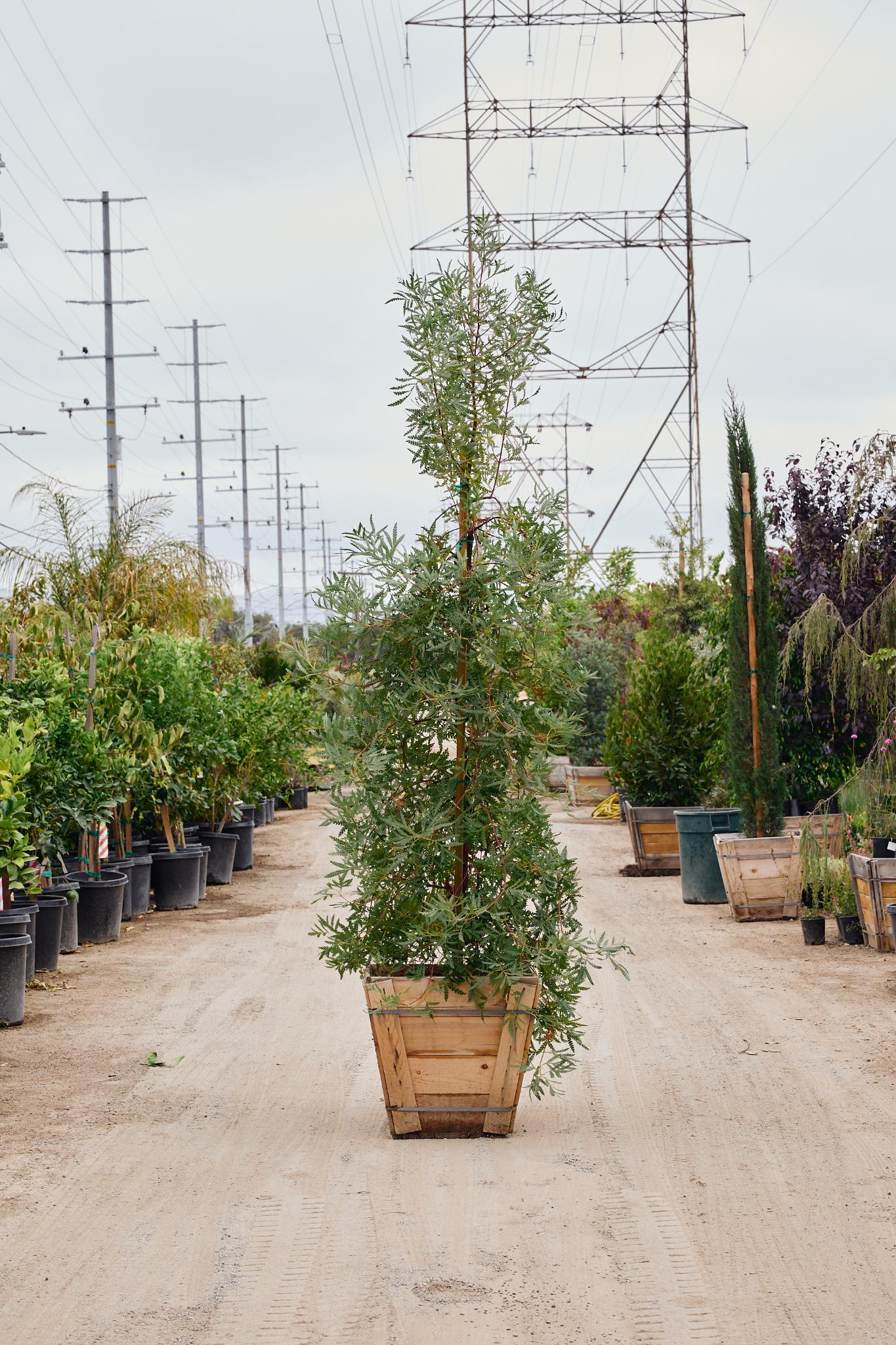 Santa Cruz Island Ironwood (Lyonothamnus floribundus ssp. aspleniifolius)