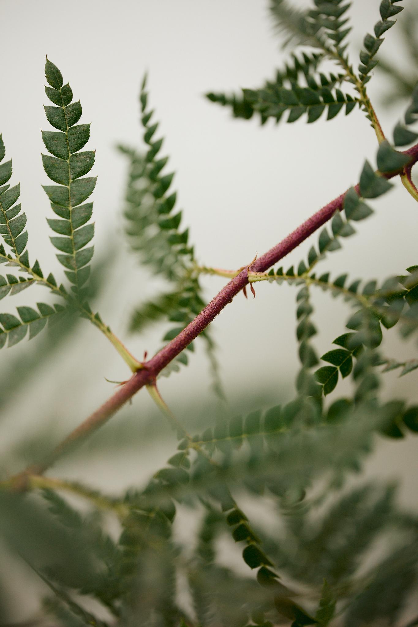 Santa Cruz Island Ironwood (Lyonothamnus floribundus ssp. aspleniifolius)