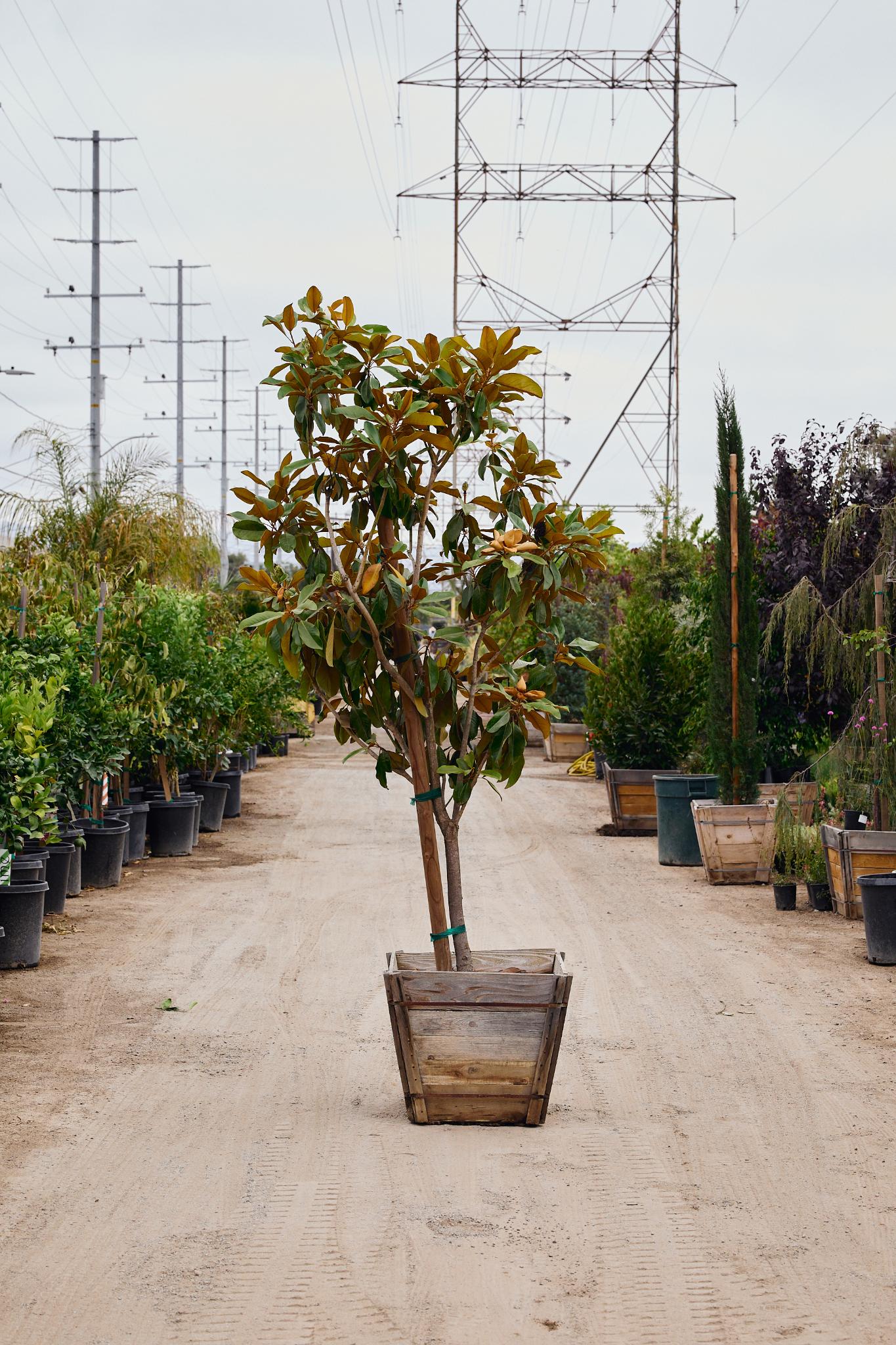 Southern Magnolia (Magnolia grandiflora)