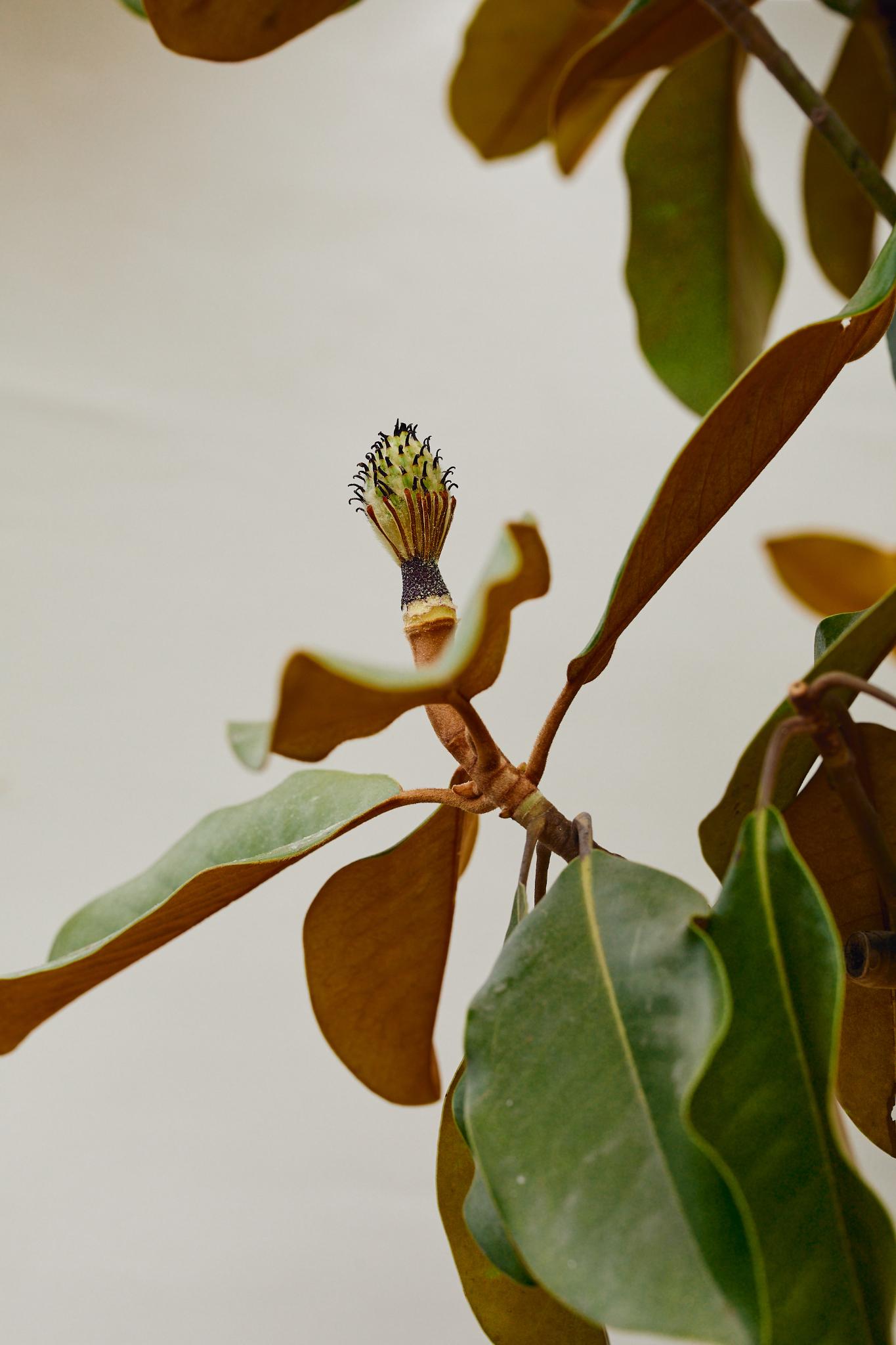 Southern Magnolia (Magnolia grandiflora)