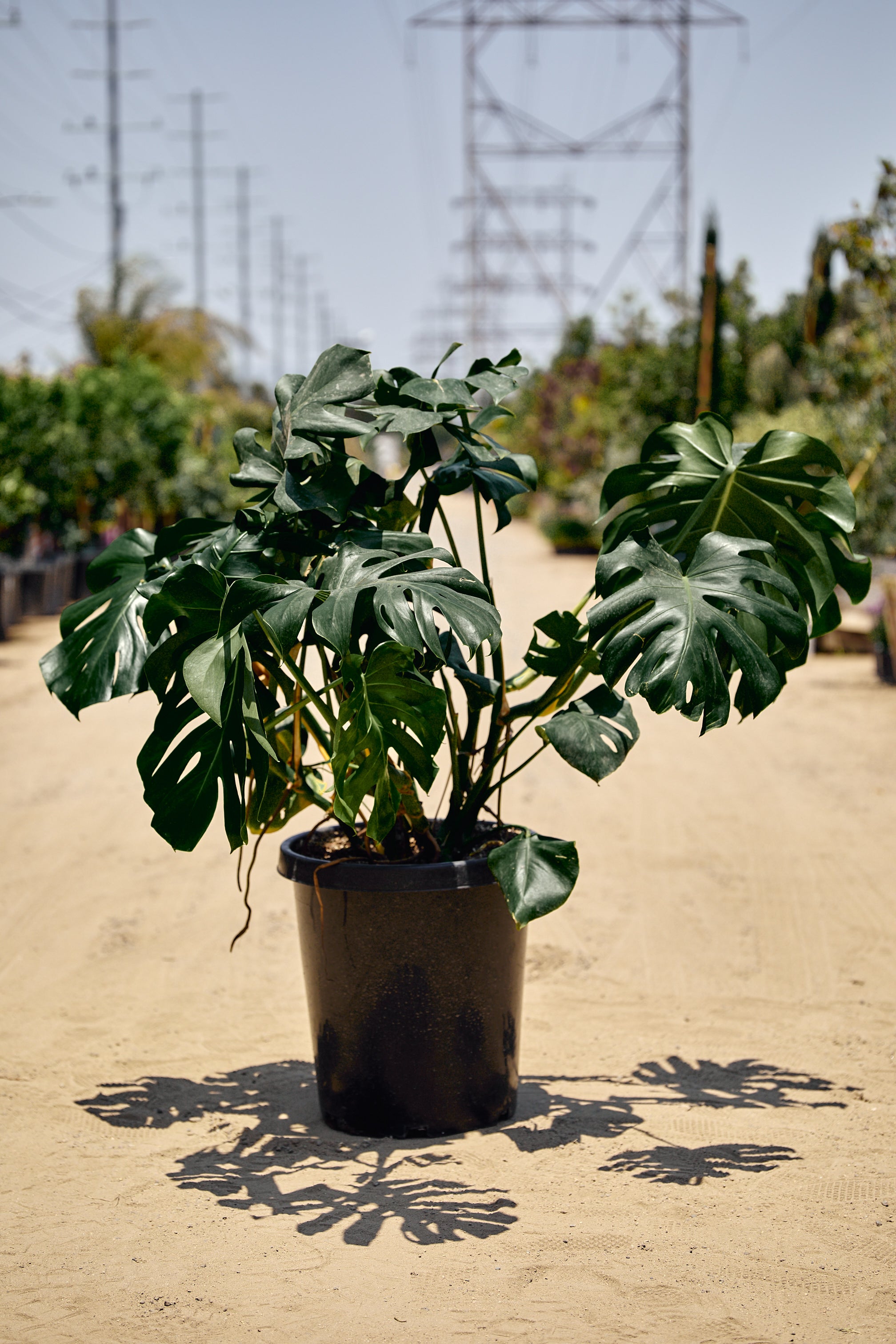 Swiss Cheese Plant (Monstera deliciosa)