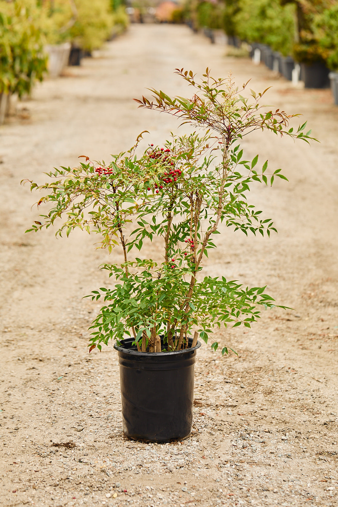 Heavenly Bamboo (Nandina domestica)