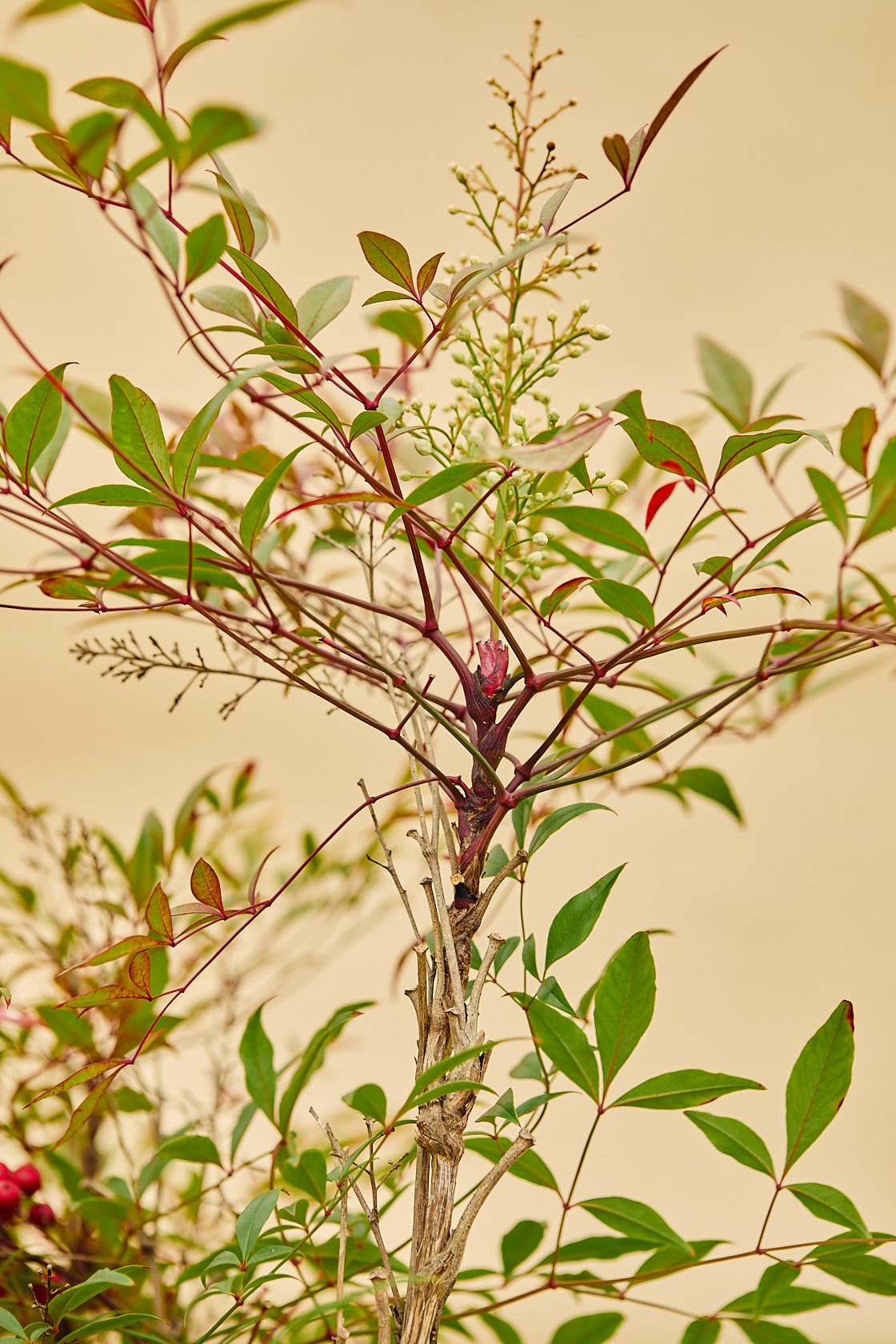 Heavenly Bamboo (Nandina domestica)