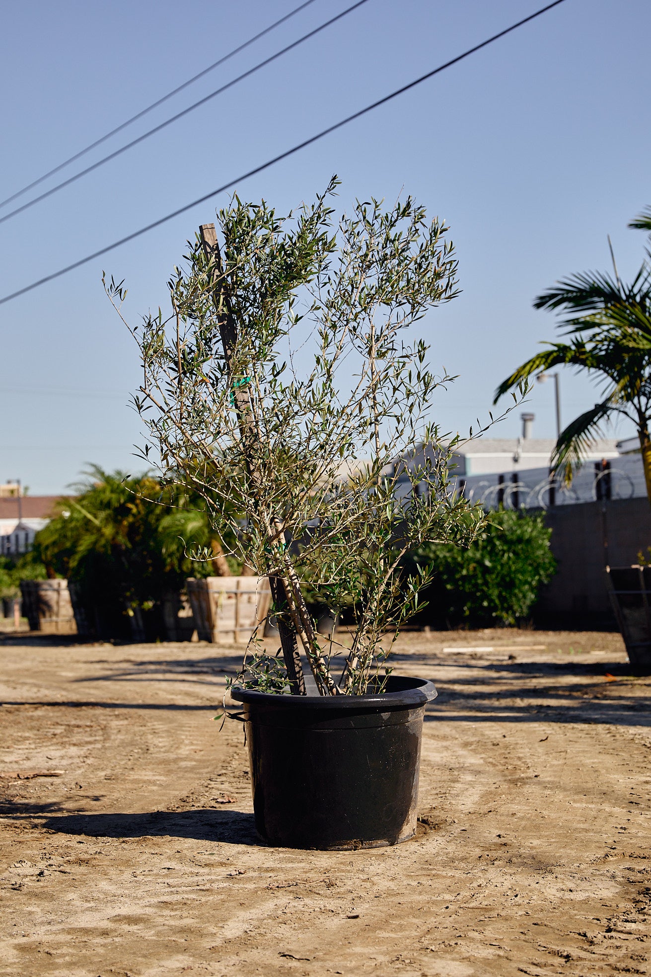 Majestic Beauty Fruitless Olive (Olea europaea 'Majestic Beauty')