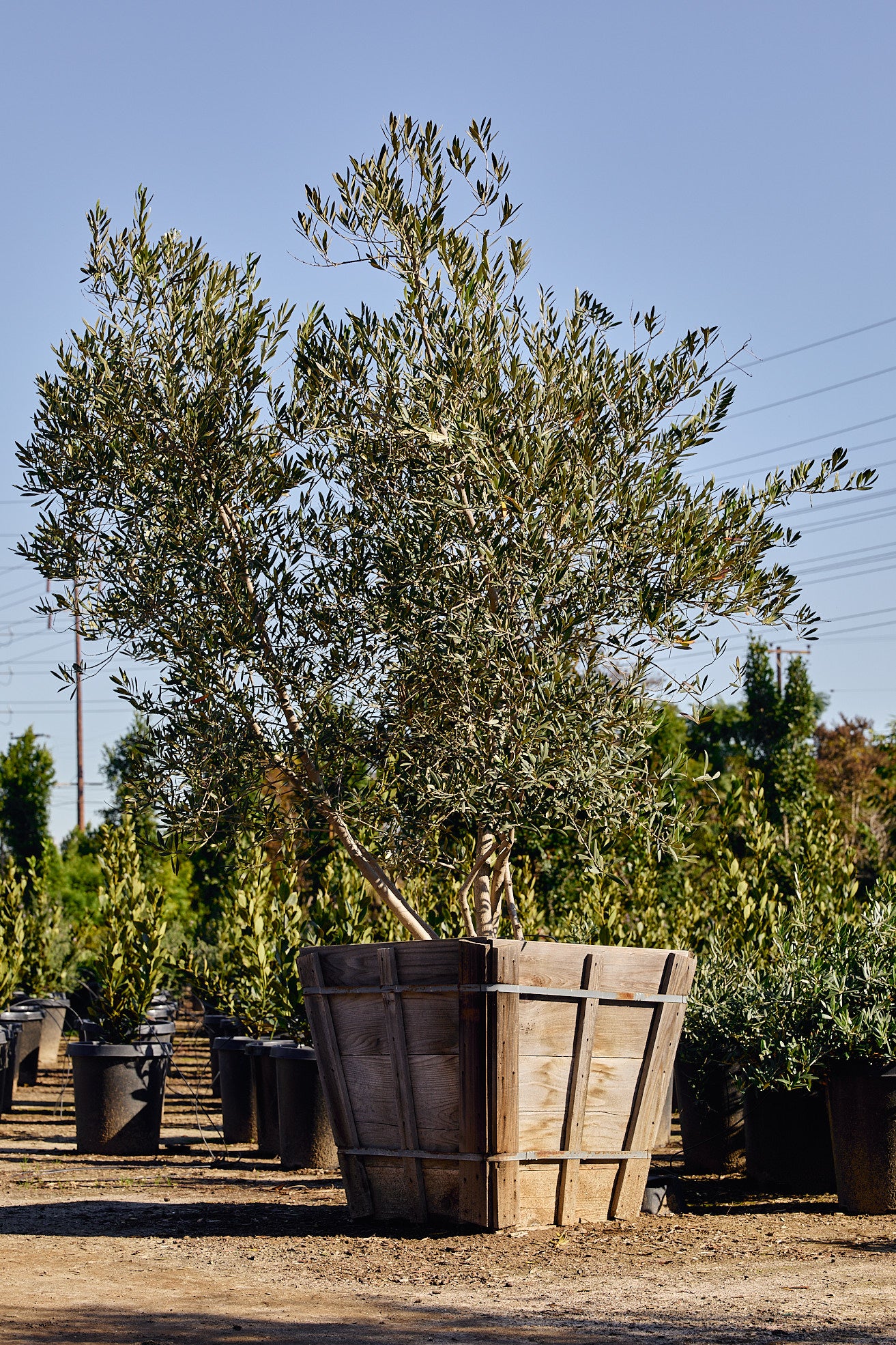Majestic Beauty Fruitless Olive (Olea europaea 'Majestic Beauty')