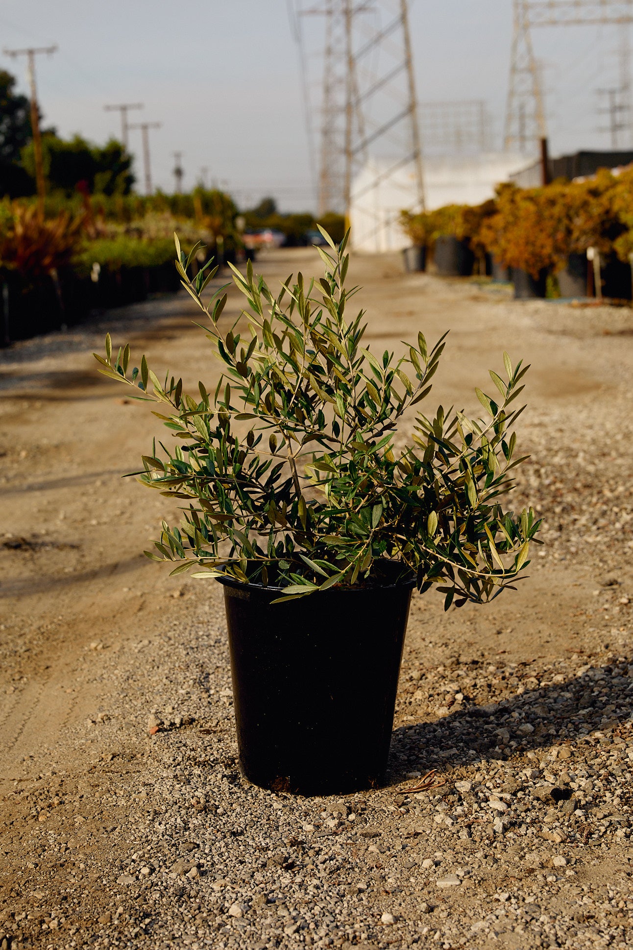 Little Ollie® Dwarf Olive (Olea europaea 'Little Ollie')