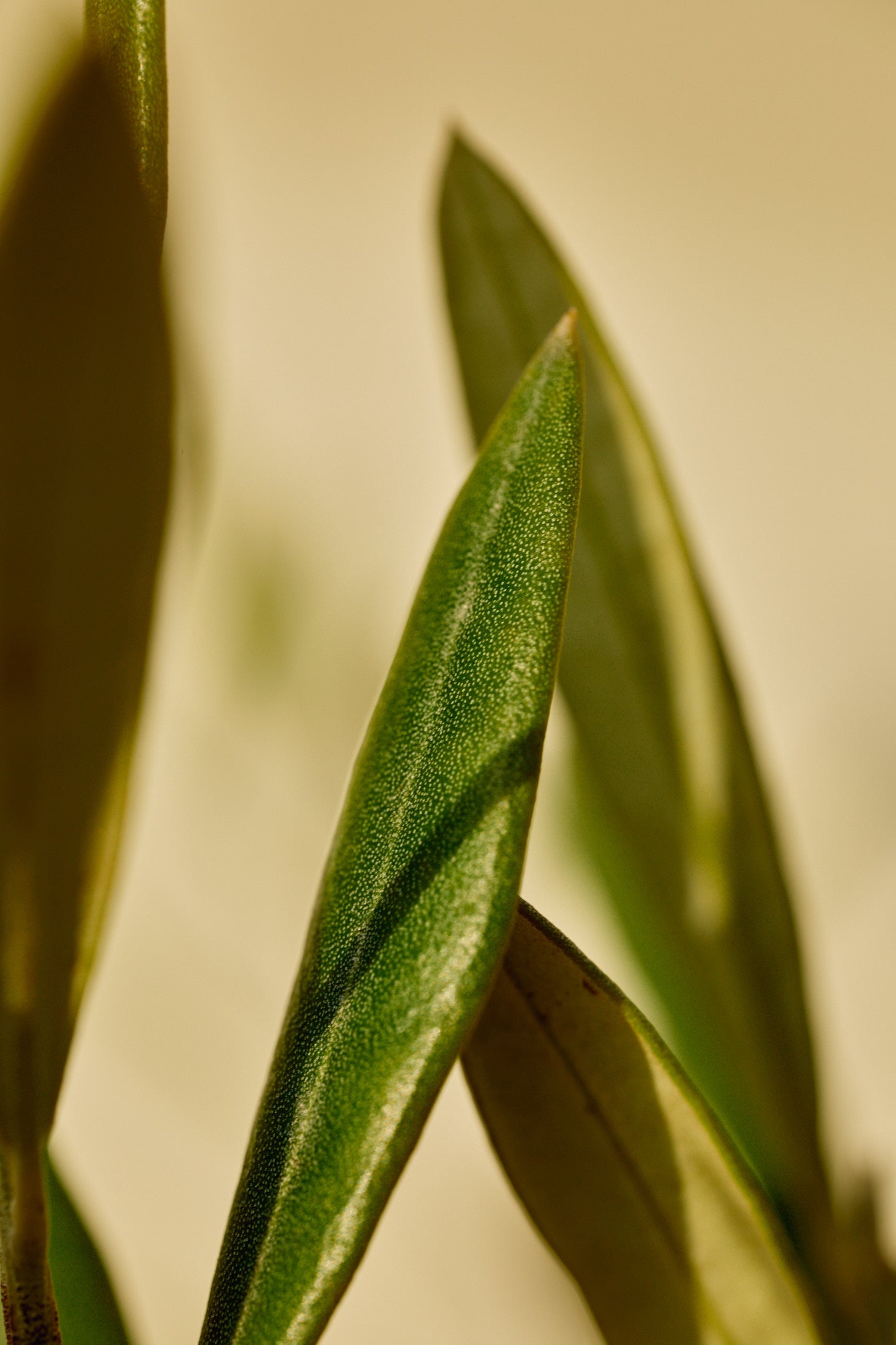 Little Ollie® Dwarf Olive (Olea europaea 'Little Ollie')