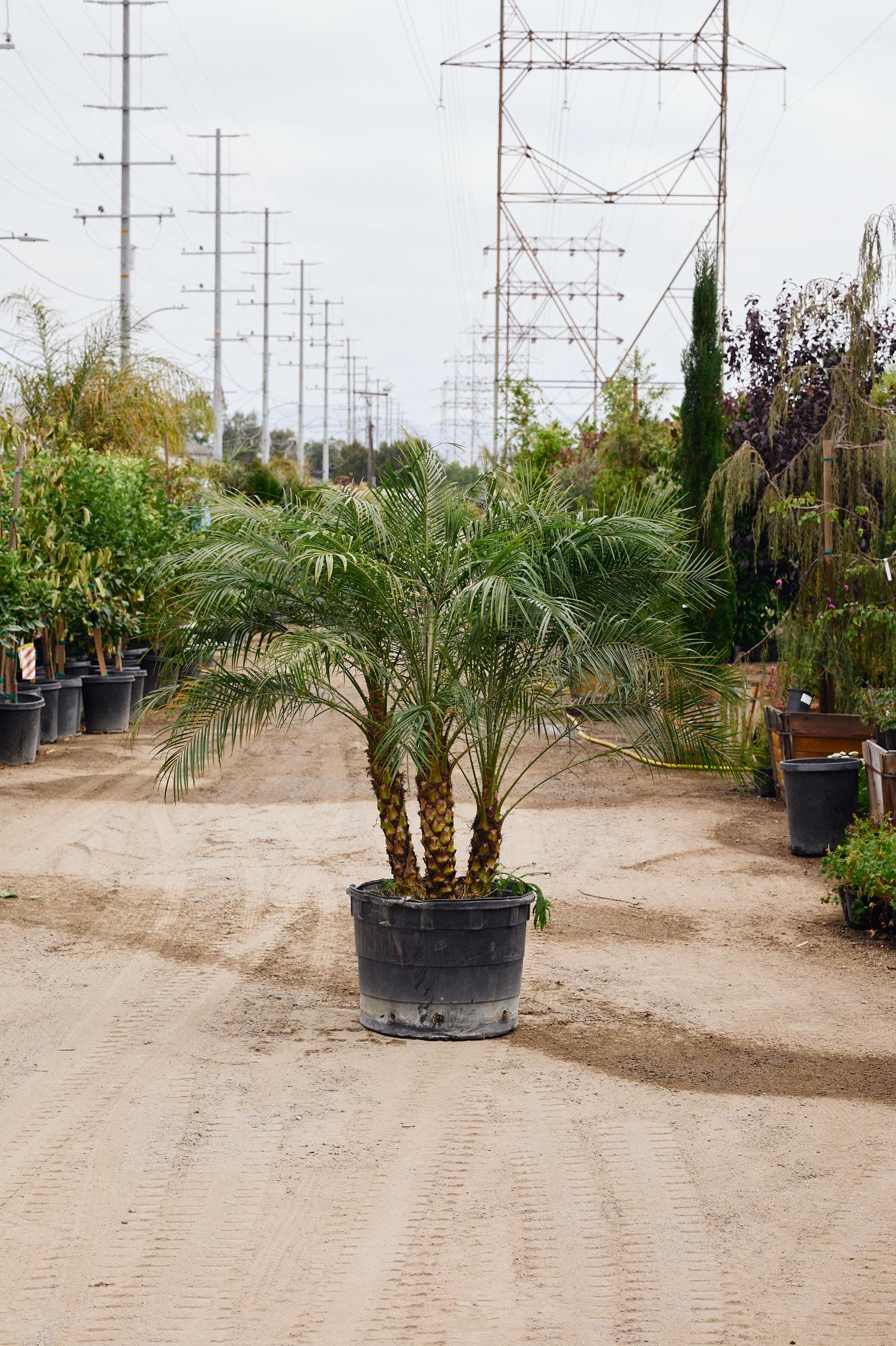 Pygmy Date Palm (Phoenix roebelenii) MULTI