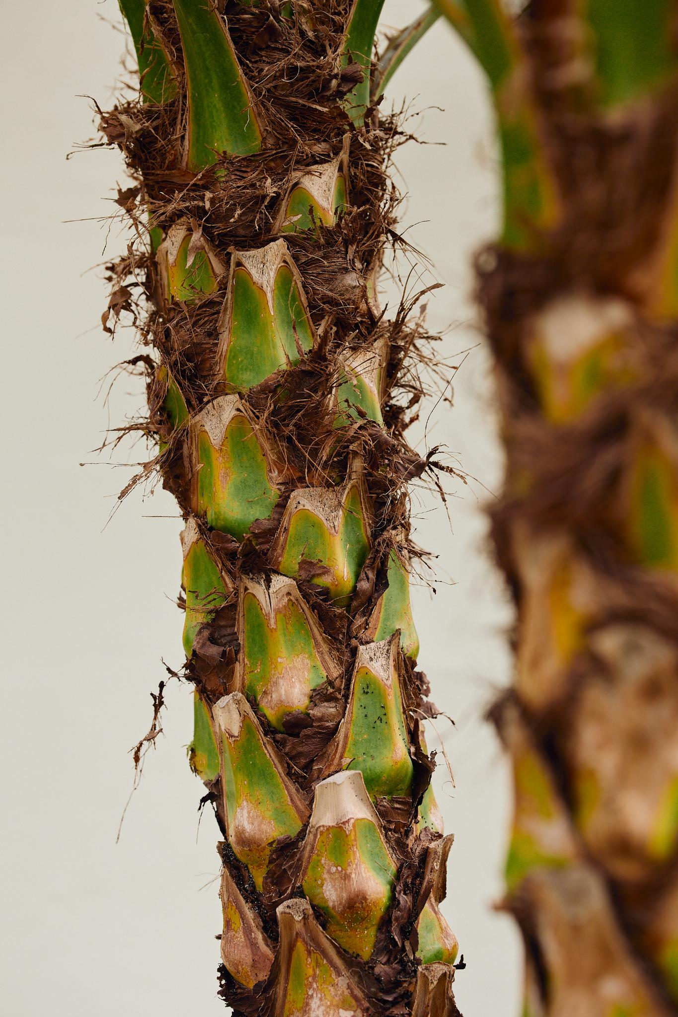 Pygmy Date Palm (Phoenix roebelenii) MULTI