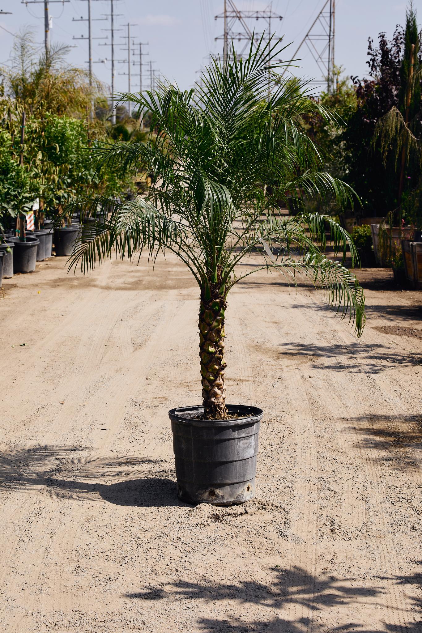 Pygmy Date Palm (Phoenix roebelenii) SINGLE