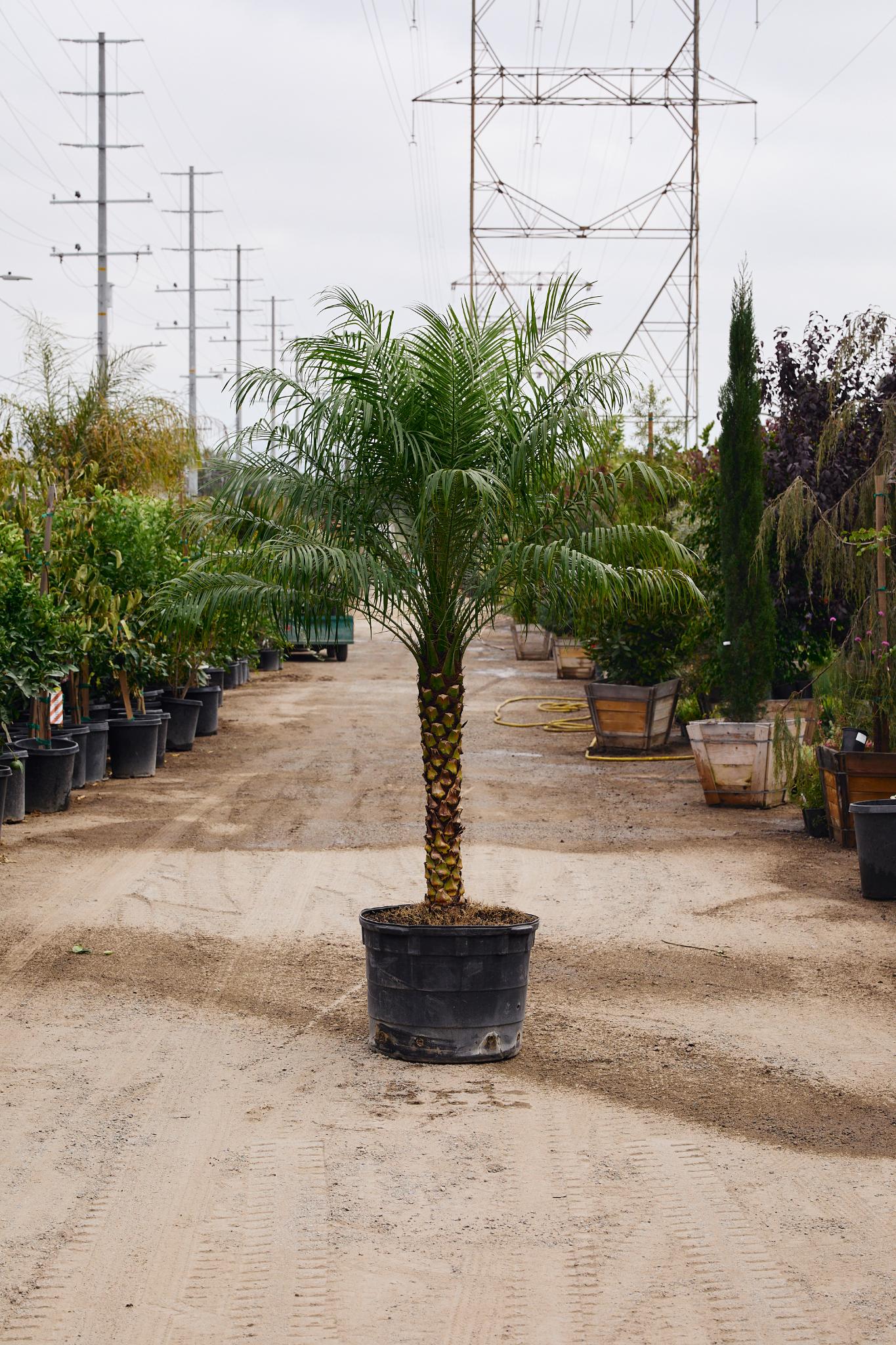 Pygmy Date Palm (Phoenix roebelenii) SINGLE
