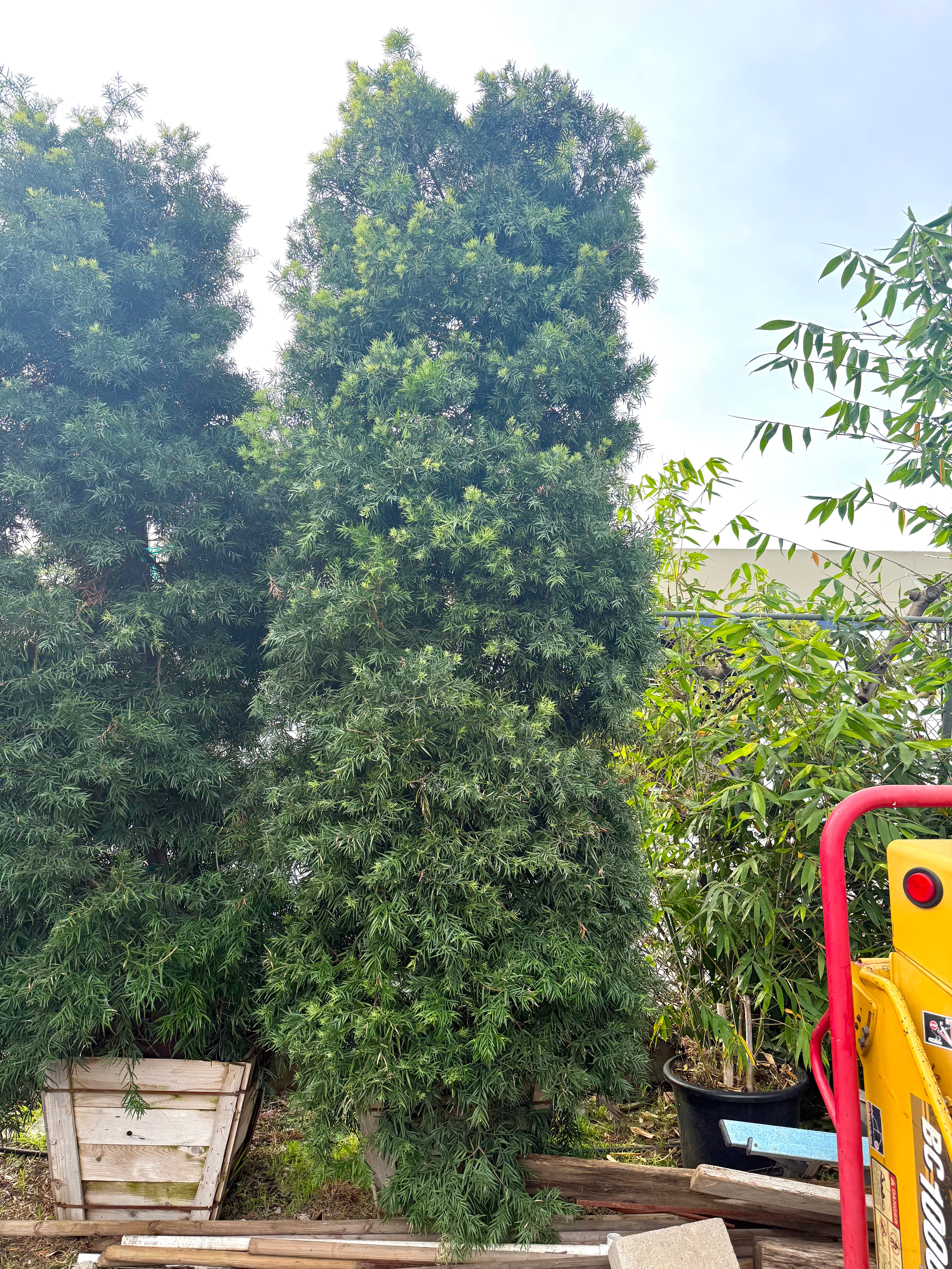 African Fern Pine (Podocarpus gracilior)