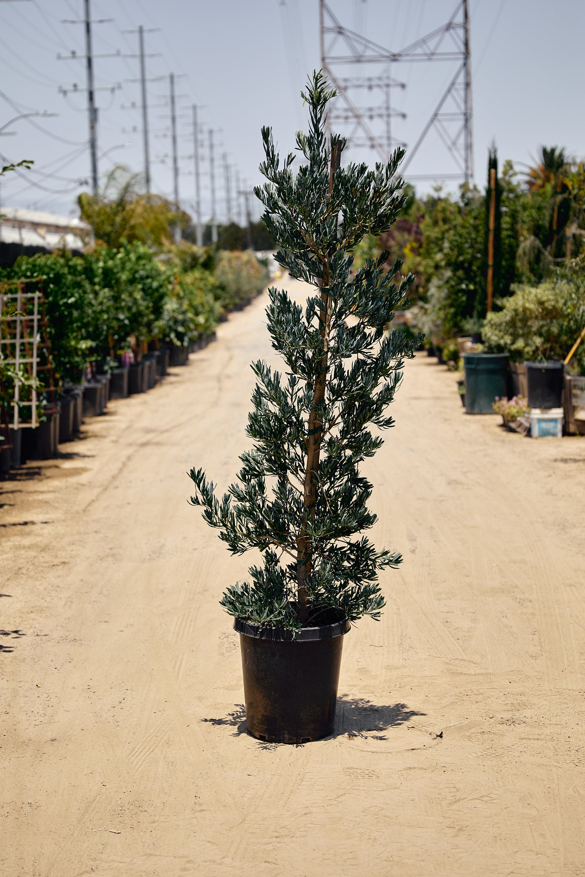 Icee Blue Podocarpus (Podocarpus elongatus Icee Blue®)