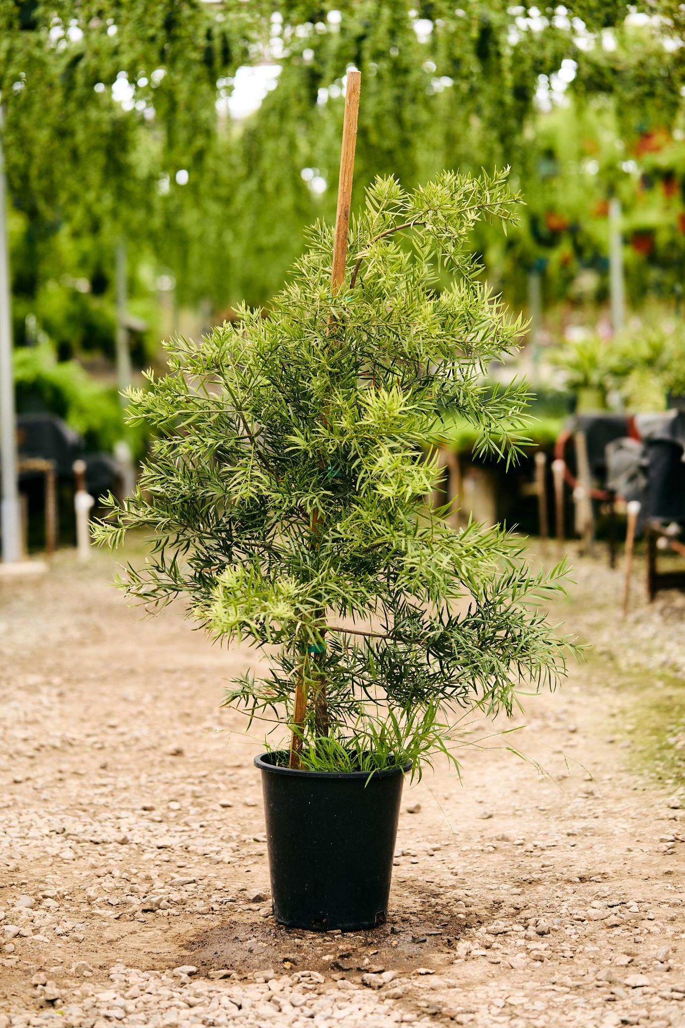 African Fern Pine (Afrocarpus gracilior)