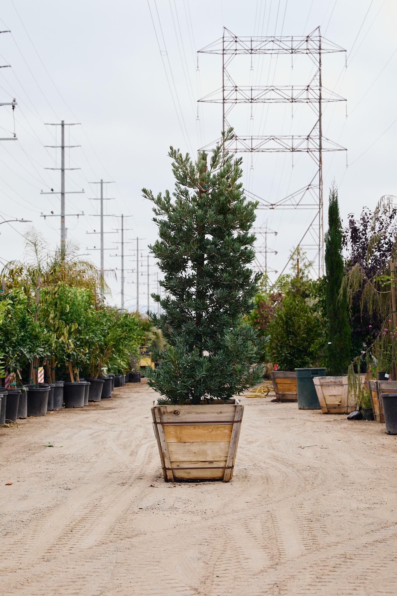 Icee Blue Podocarpus (Podocarpus elongatus Icee Blue®)
