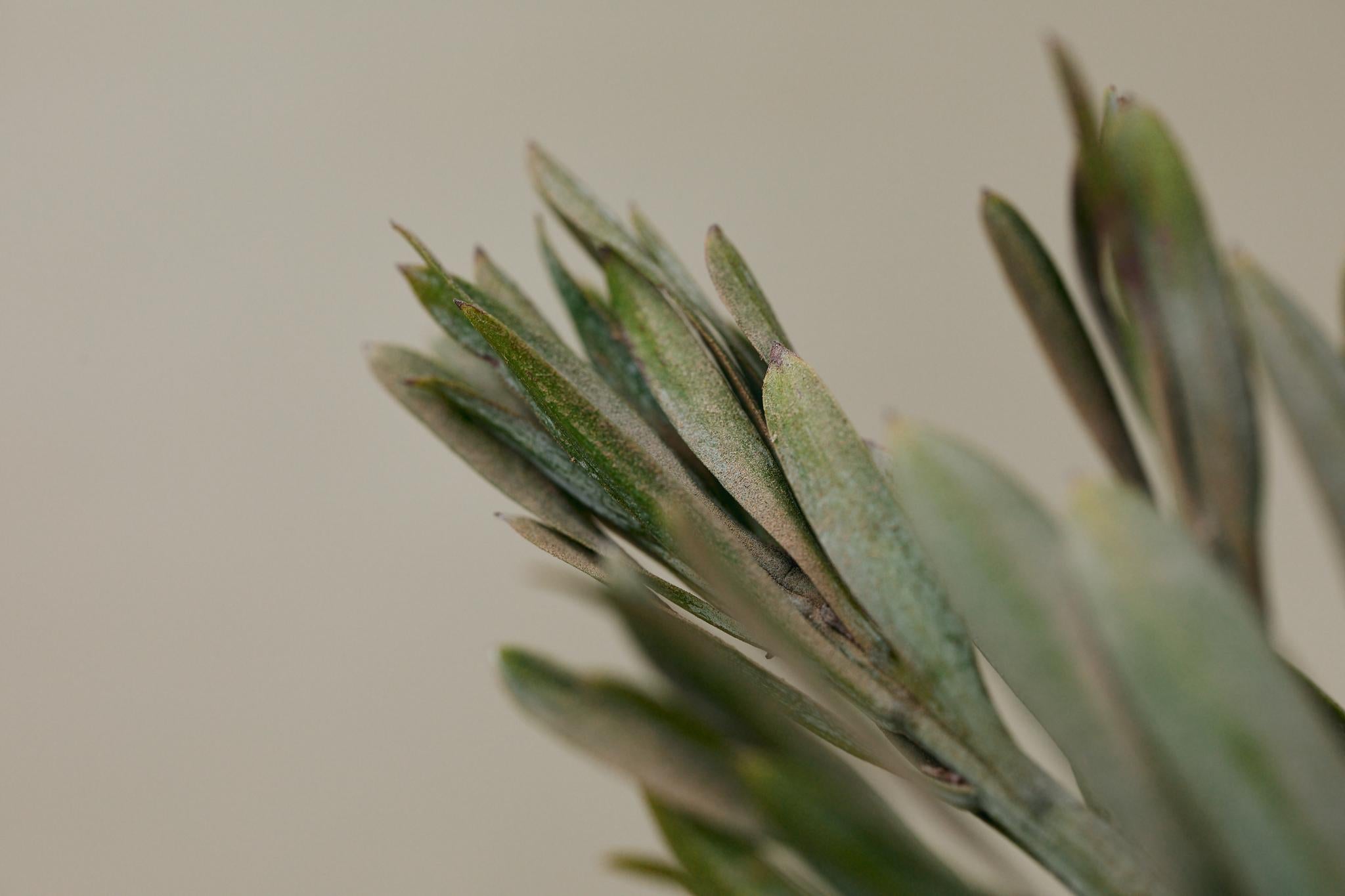 Icee Blue Podocarpus (Podocarpus elongatus Icee Blue®)