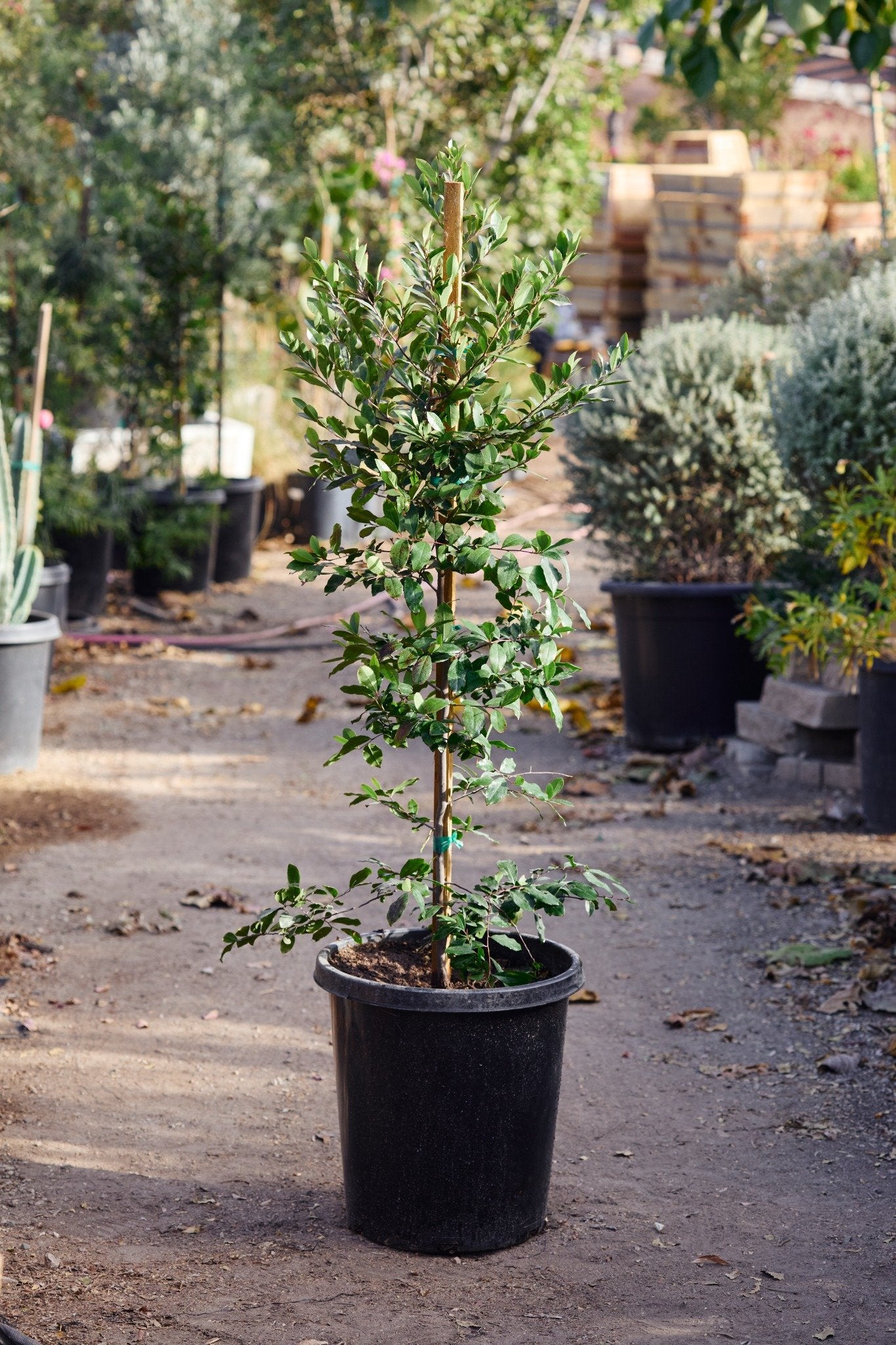 Carolina Cherry Laurel (Prunus caroliniana)