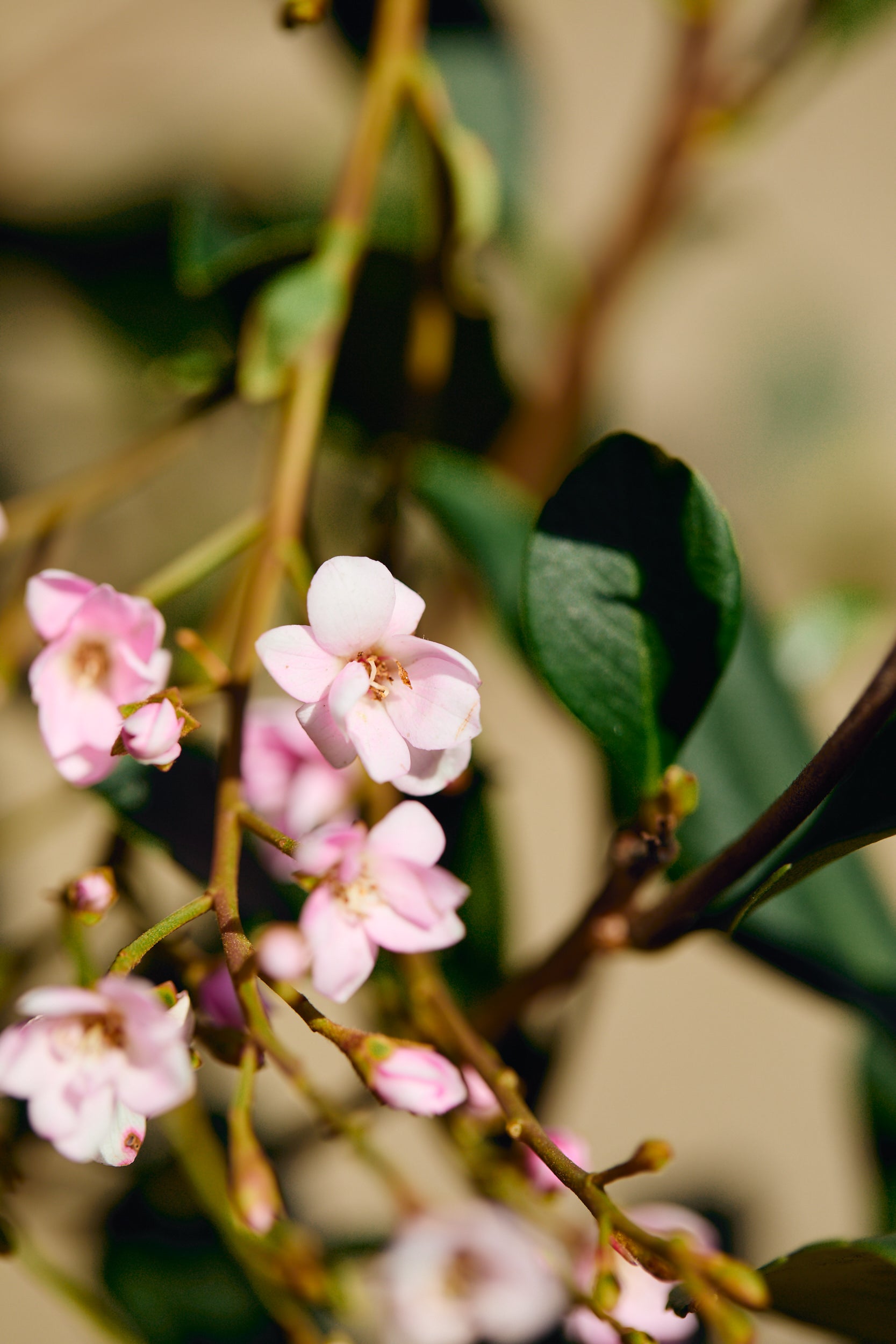 Pink Lady Indian Hawthorn (Rhaphiolepis indica 'Pink Lady')