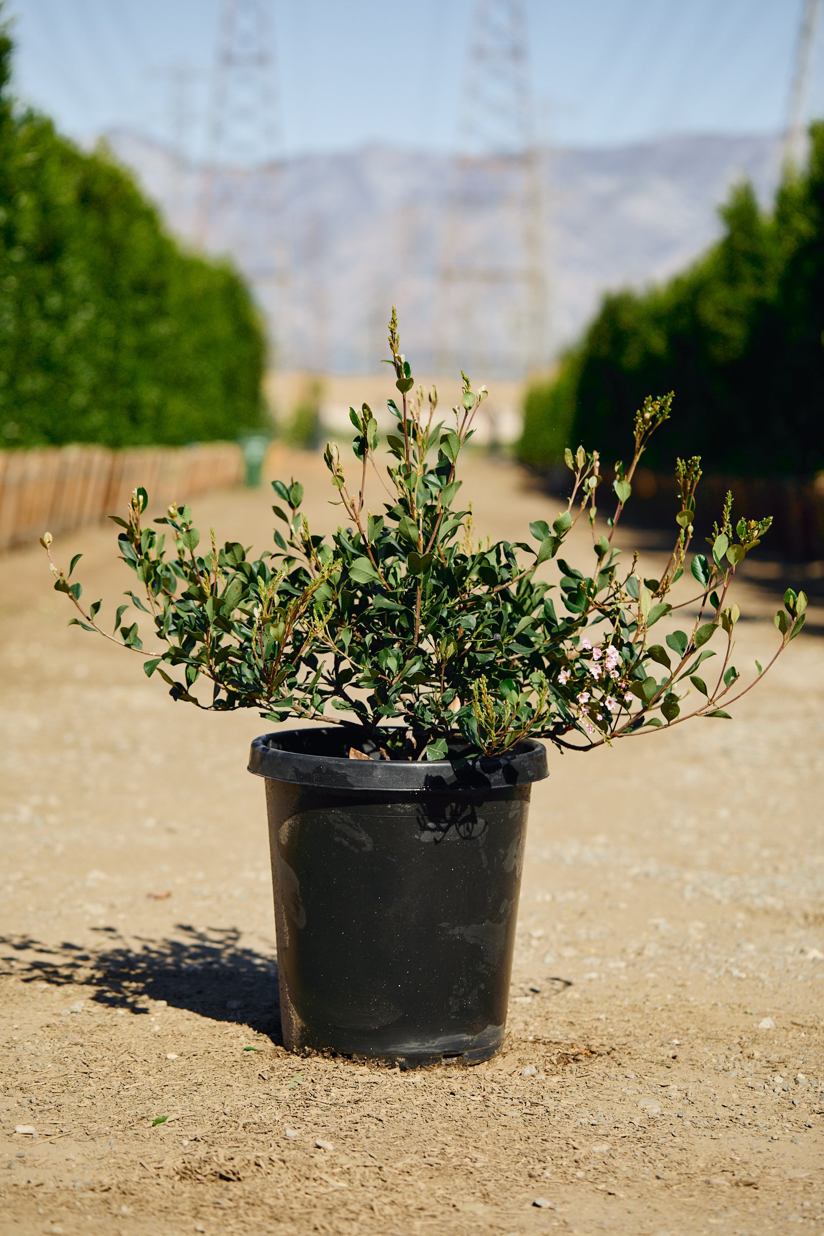 Pink Lady Indian Hawthorn (Rhaphiolepis indica 'Pink Lady')