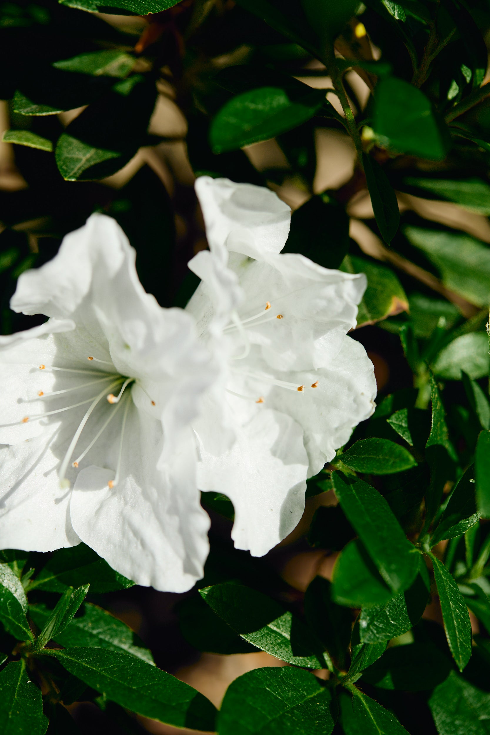 Alaska Azalea (Rhododendron 'Alaska')
