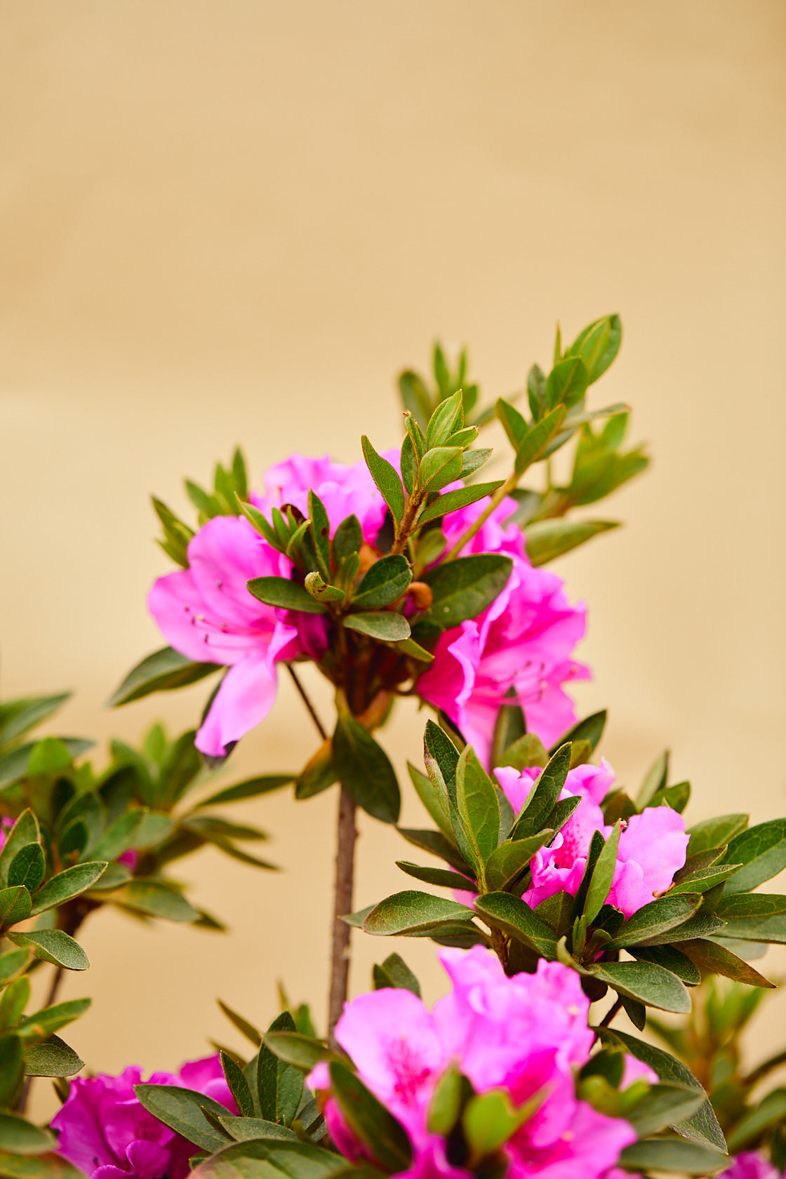 Formosa Azalea (Rhododendron 'Formosa')