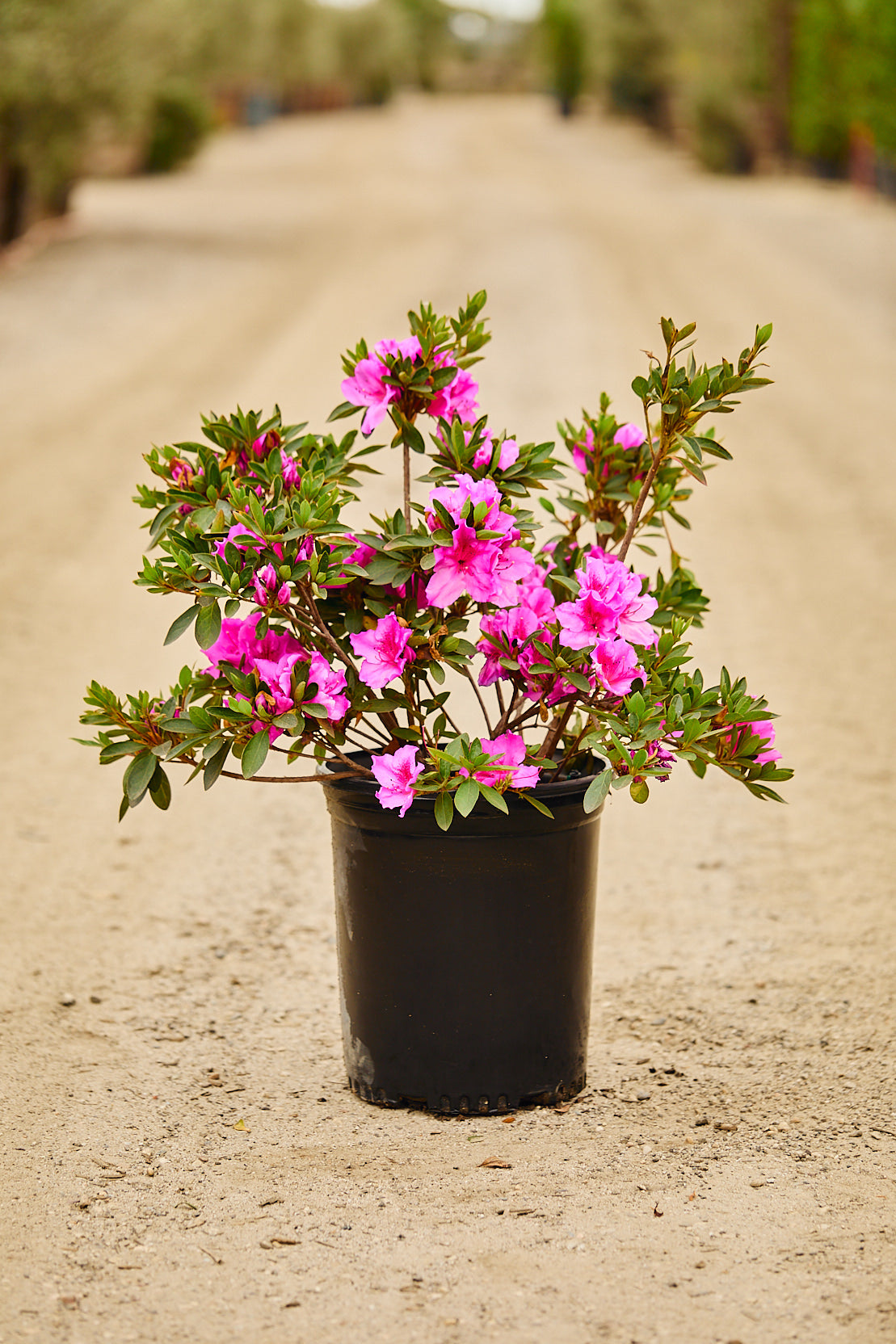 Formosa Azalea (Rhododendron 'Formosa')