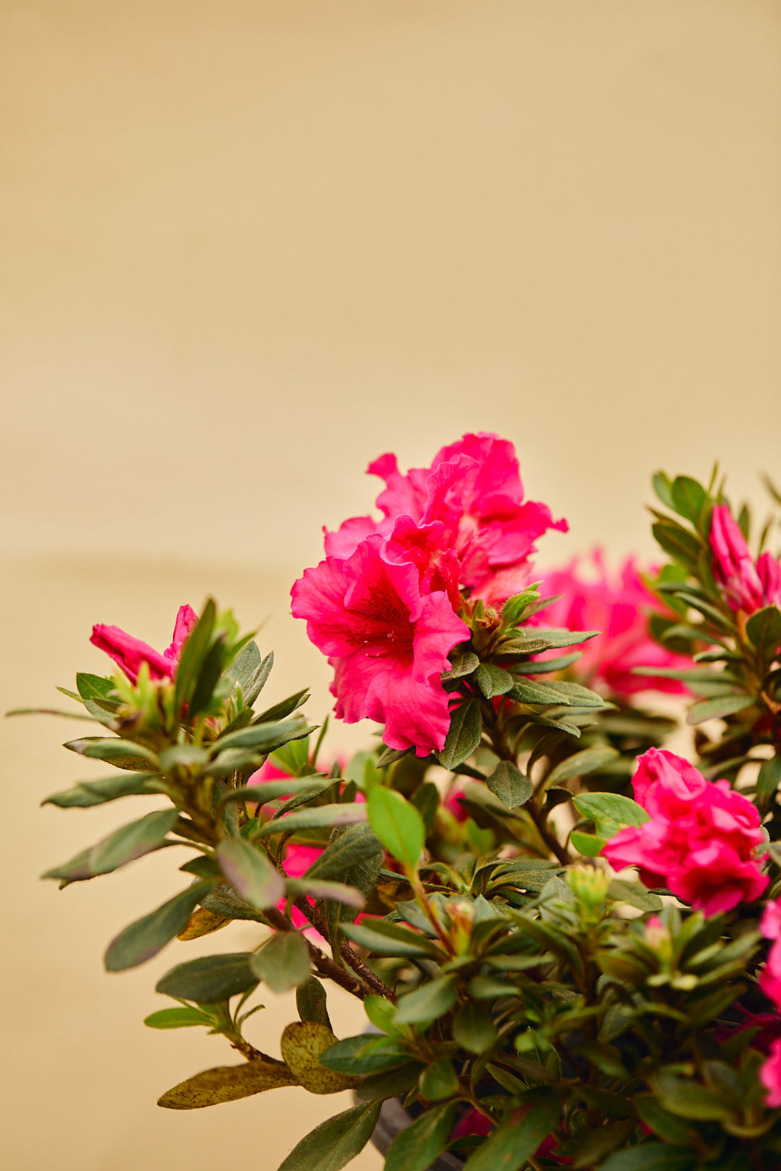 Red Wing Azalea (Rhododendron 'Red Wing')