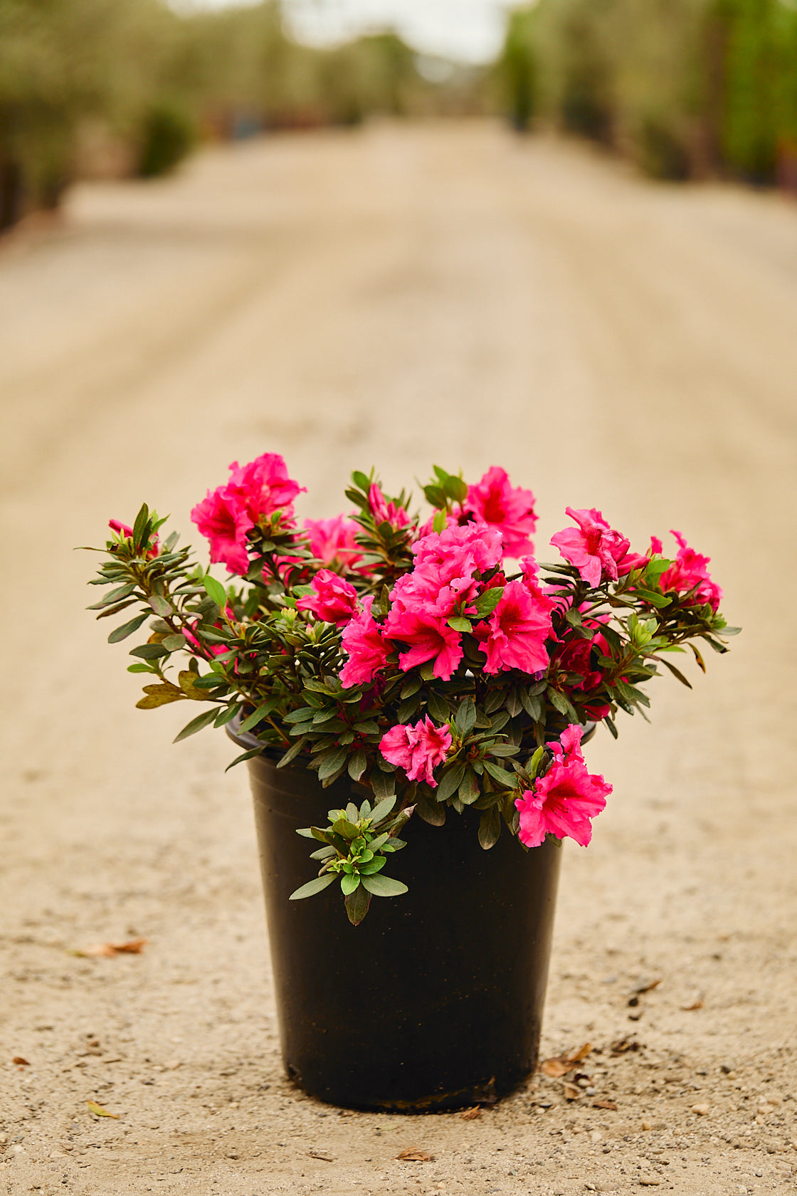 Red Wing Azalea (Rhododendron 'Red Wing')