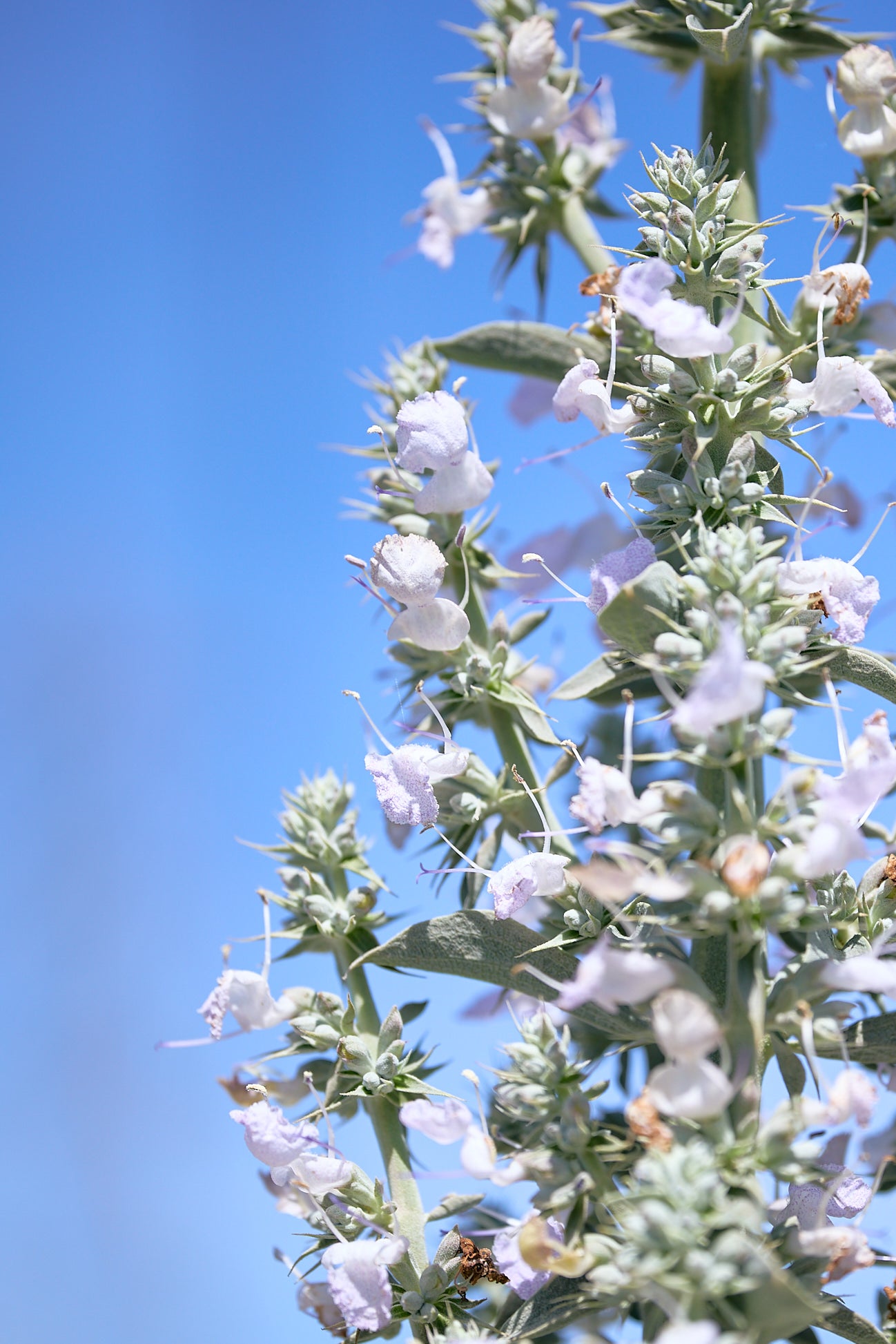 White Sage (Salvia apiana)