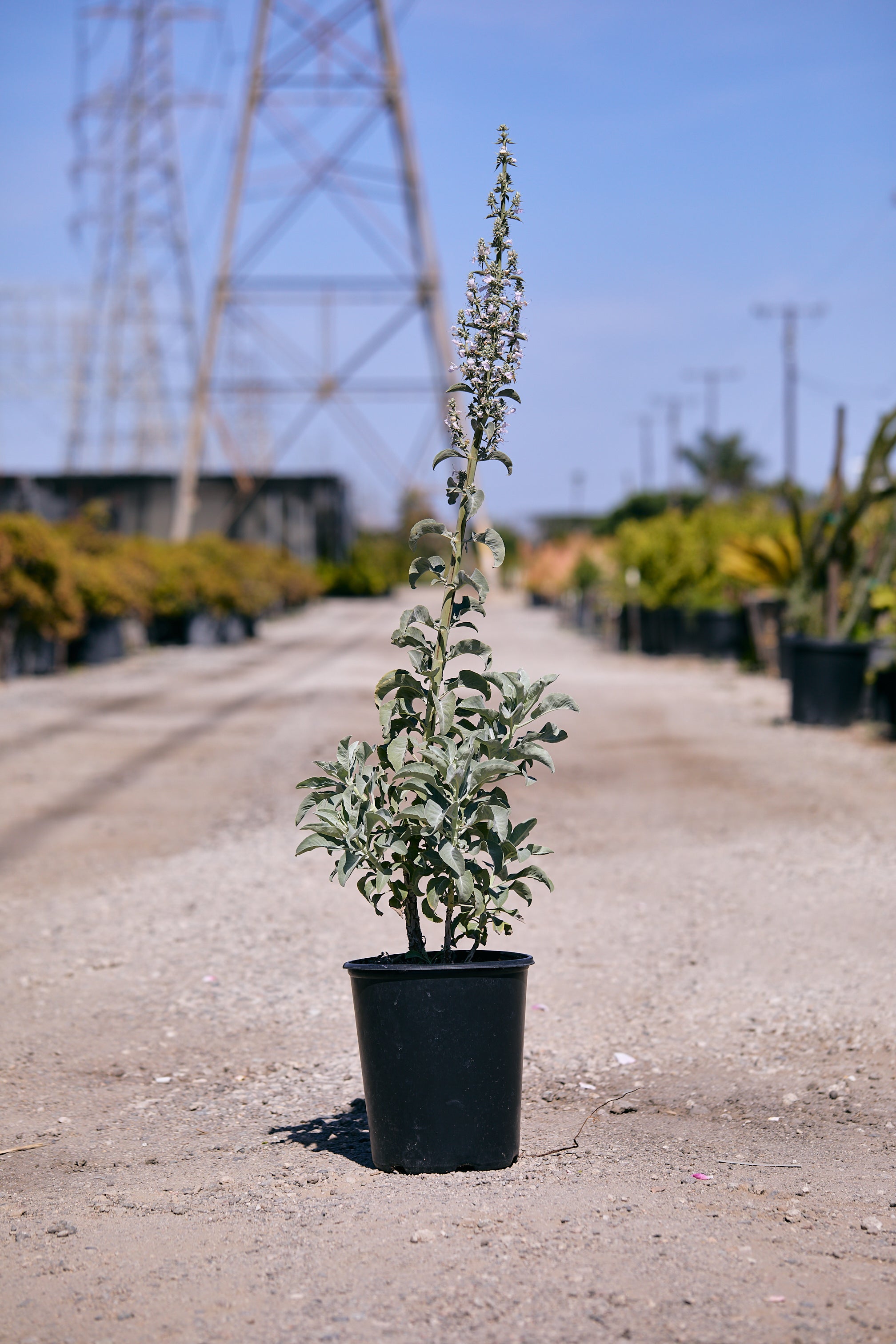White Sage (Salvia apiana)