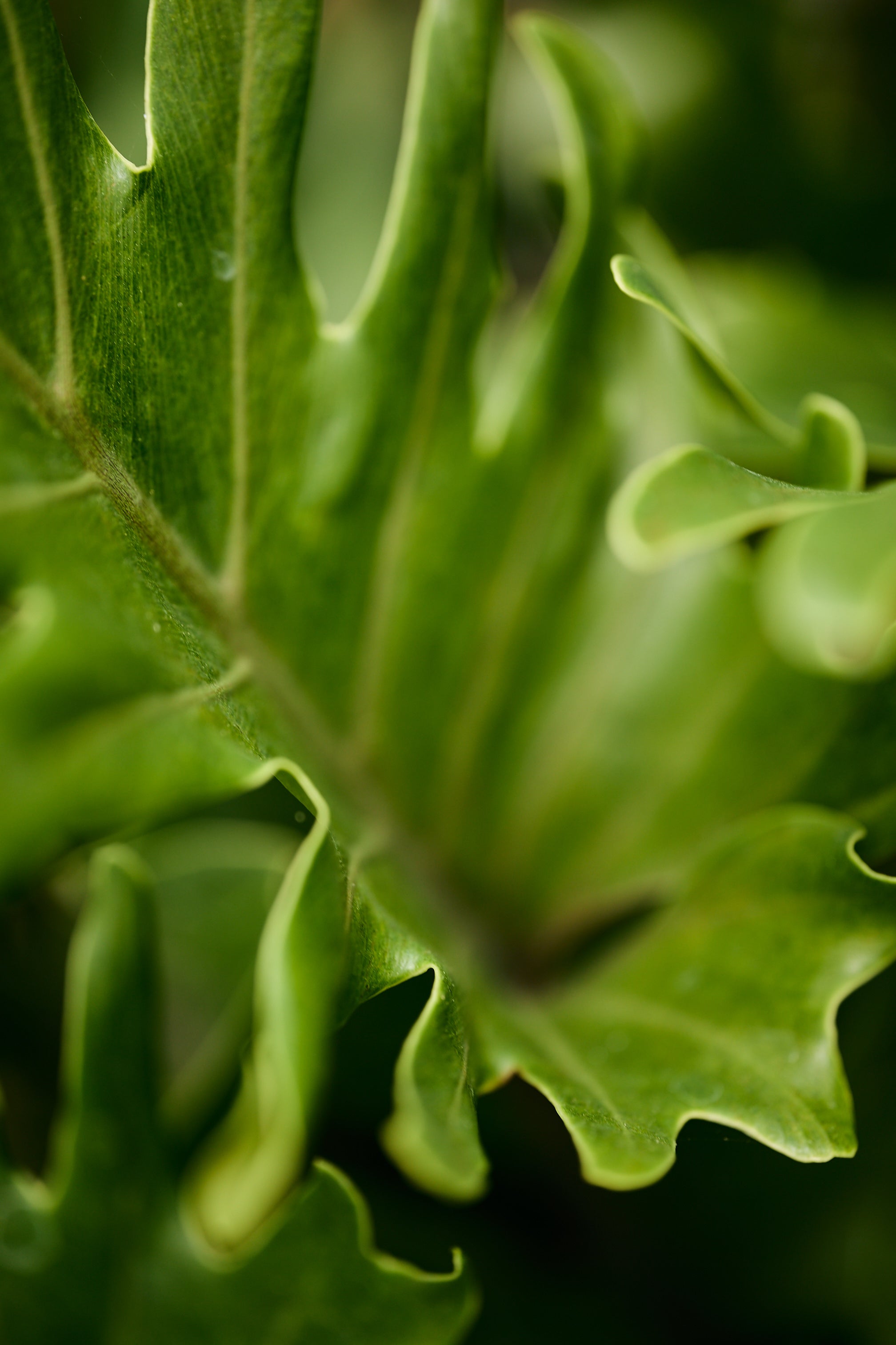 philodendron bipinnatifidum juvenile Split-Leaf Philodendron (Thaumatophyllum bipinnatifidum) – Los Angeles Delivery