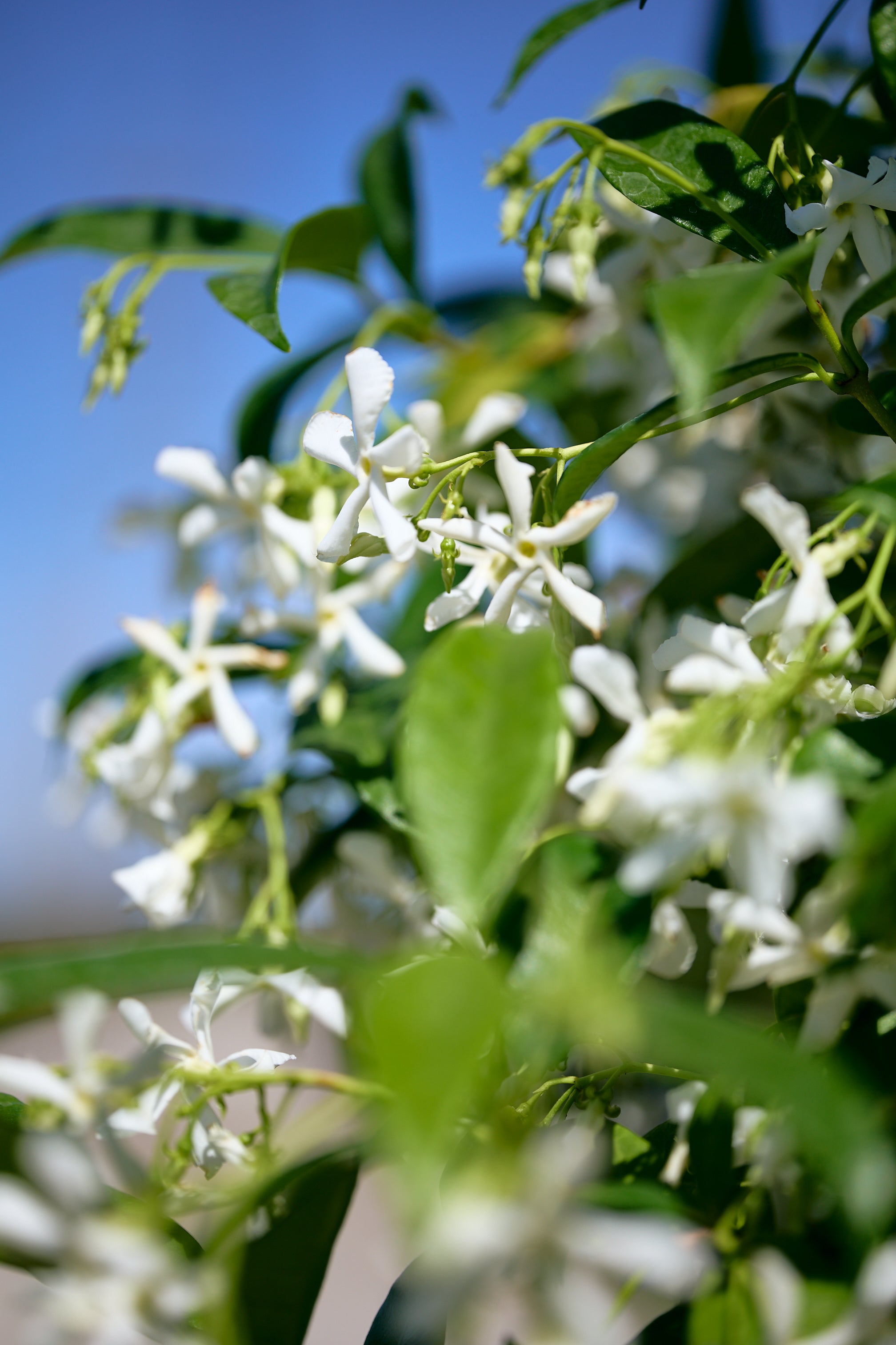 Star Jasmine (Trachelospermum jasminoides)