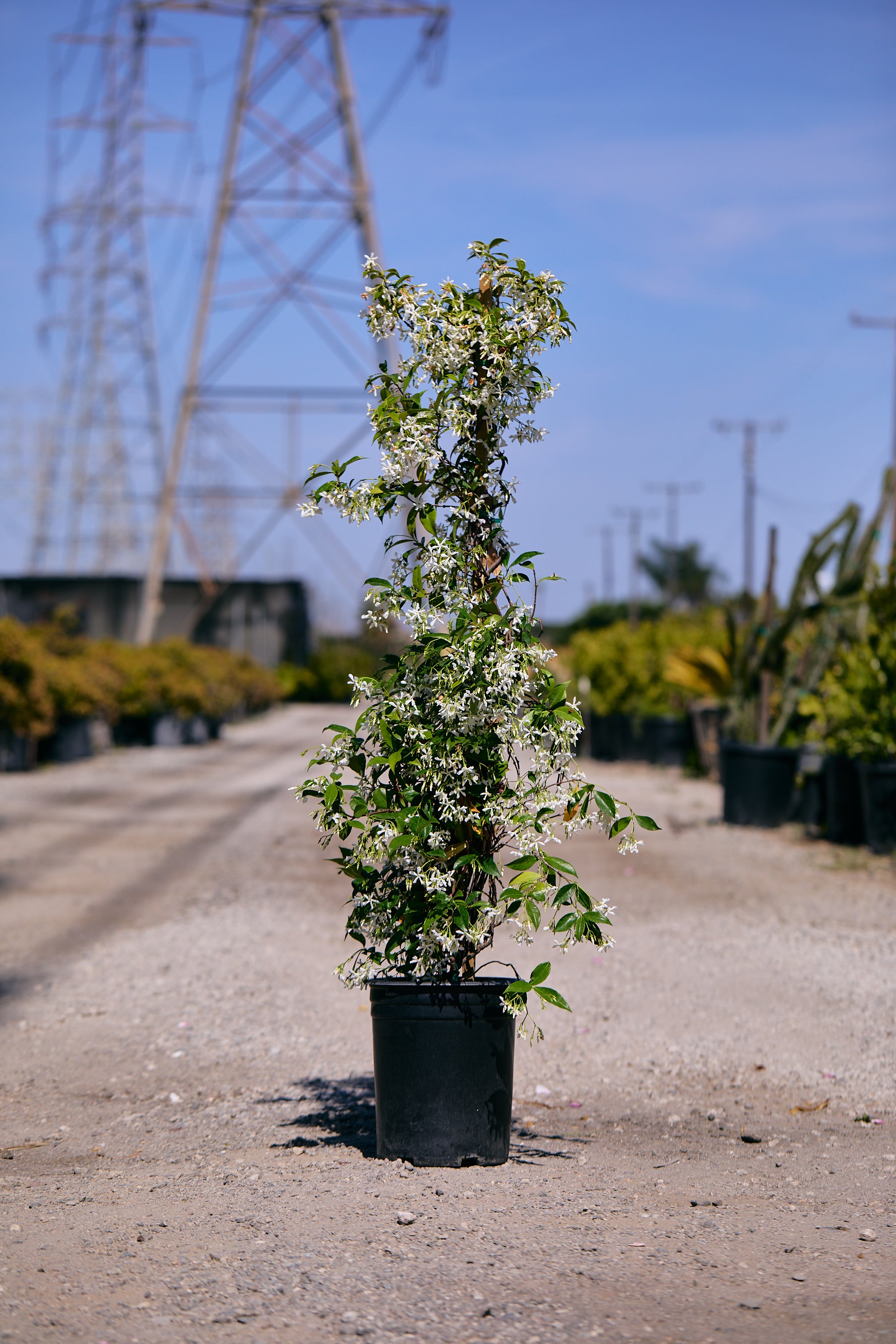 Star Jasmine (Trachelospermum jasminoides)