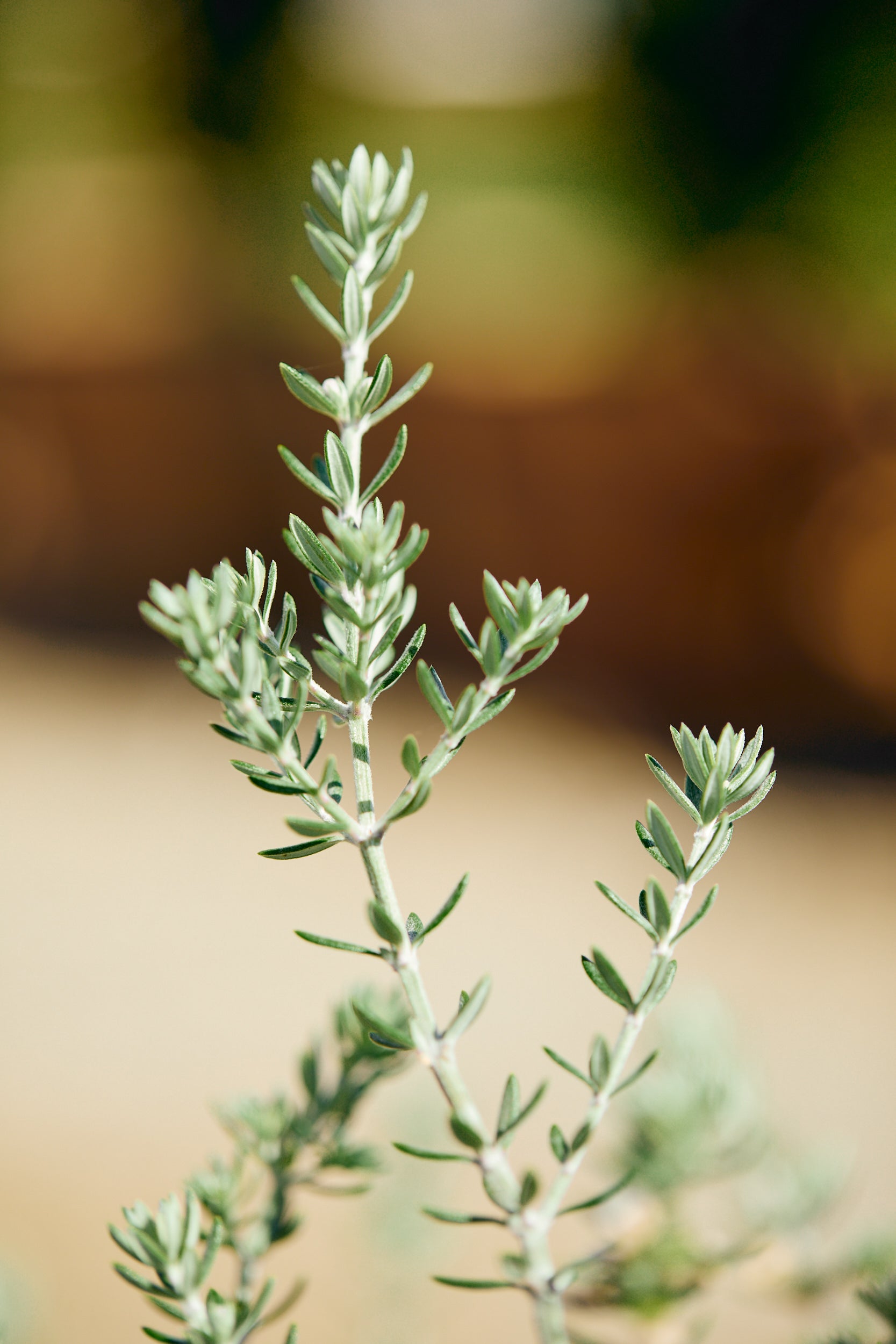 Coastal Rosemary (Westringia fruticosa)