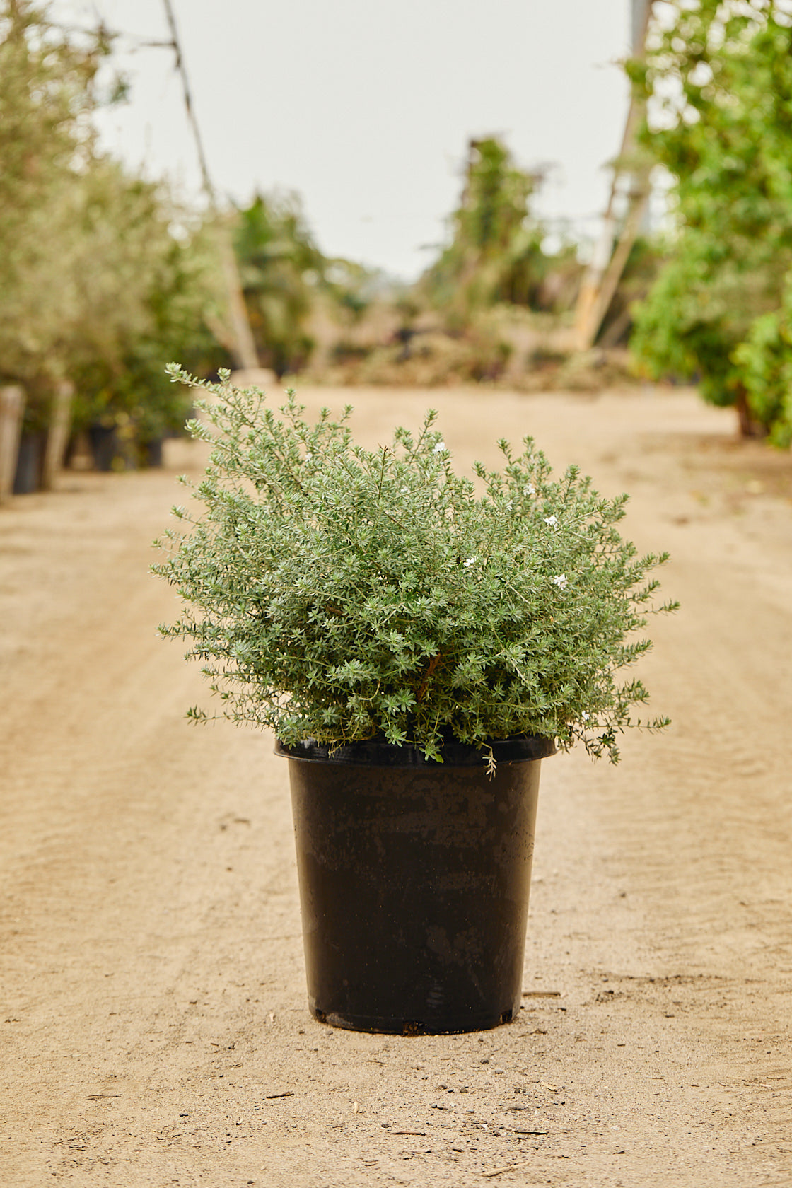 Coastal Rosemary (Westringia fruticosa)