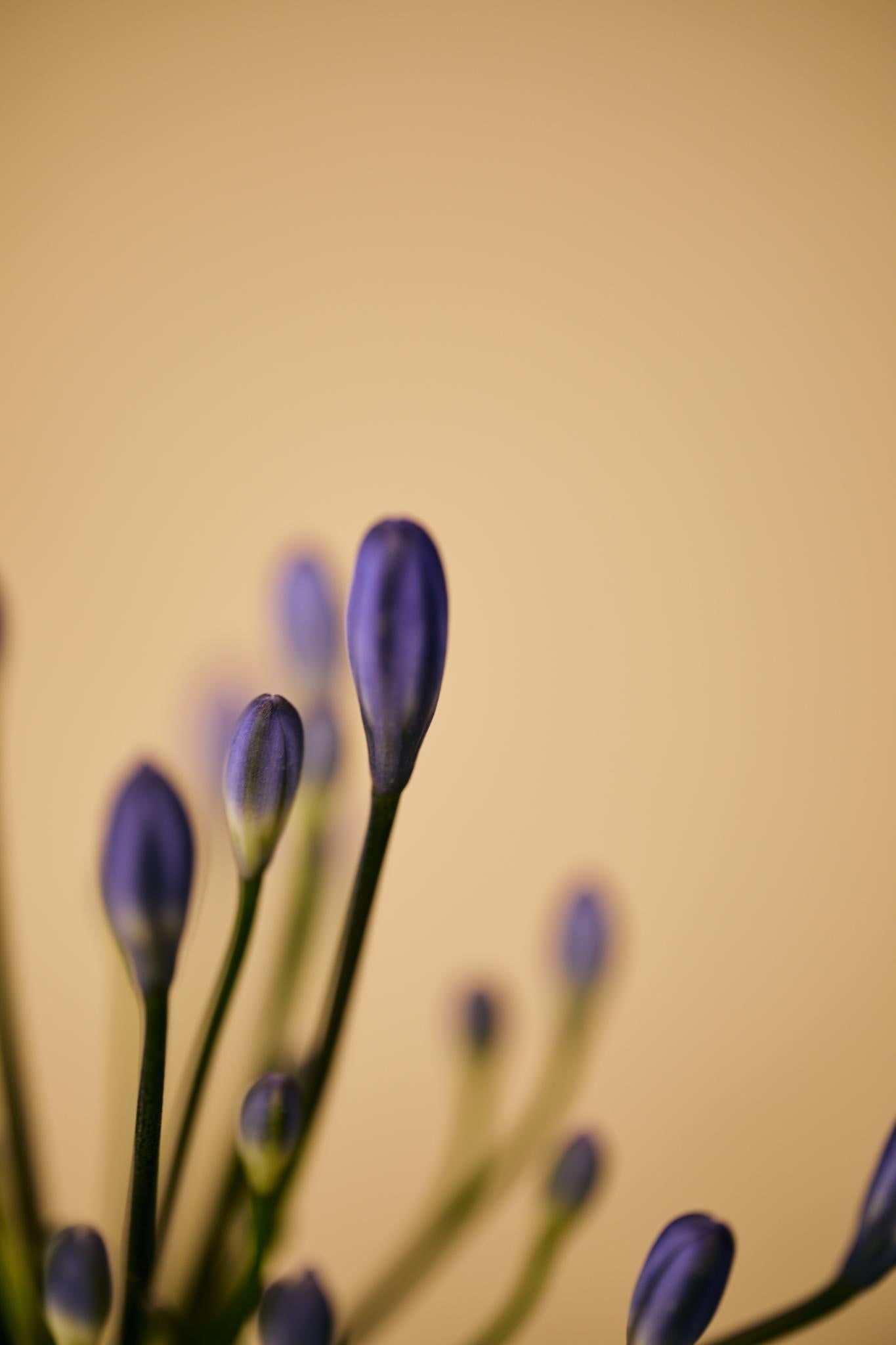 Dwarf Agapanthus 'Peter Pan' (Agapanthus 'Peter Pan')