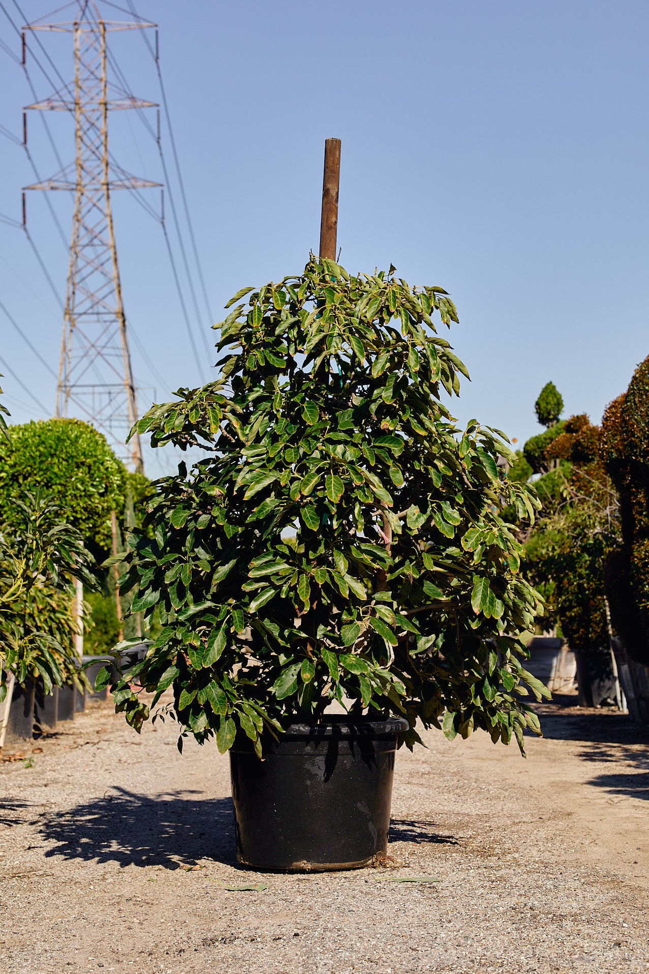 Hass Avocado (Persea americana 'Hass')